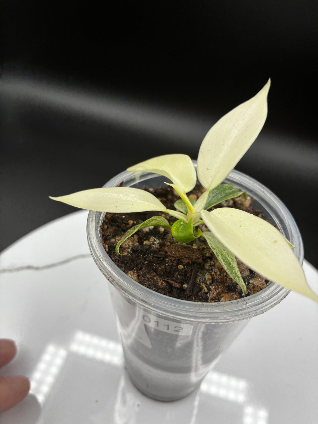 Philodendron Florida Ghost #0112