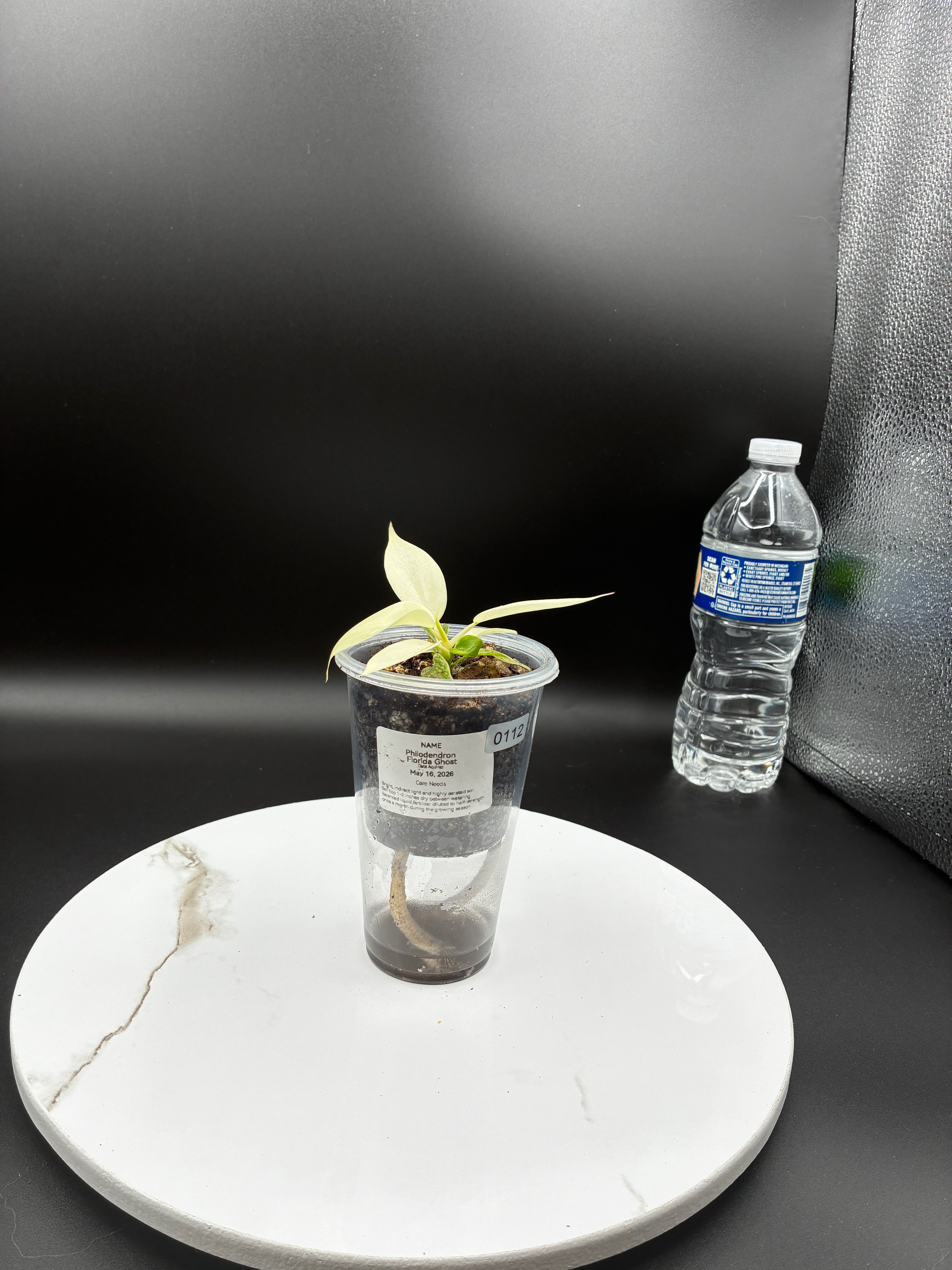 Philodendron Florida Ghost #0112