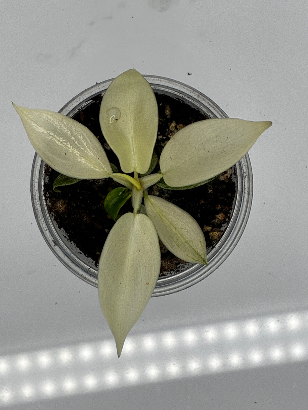 Philodendron Florida Ghost #0112
