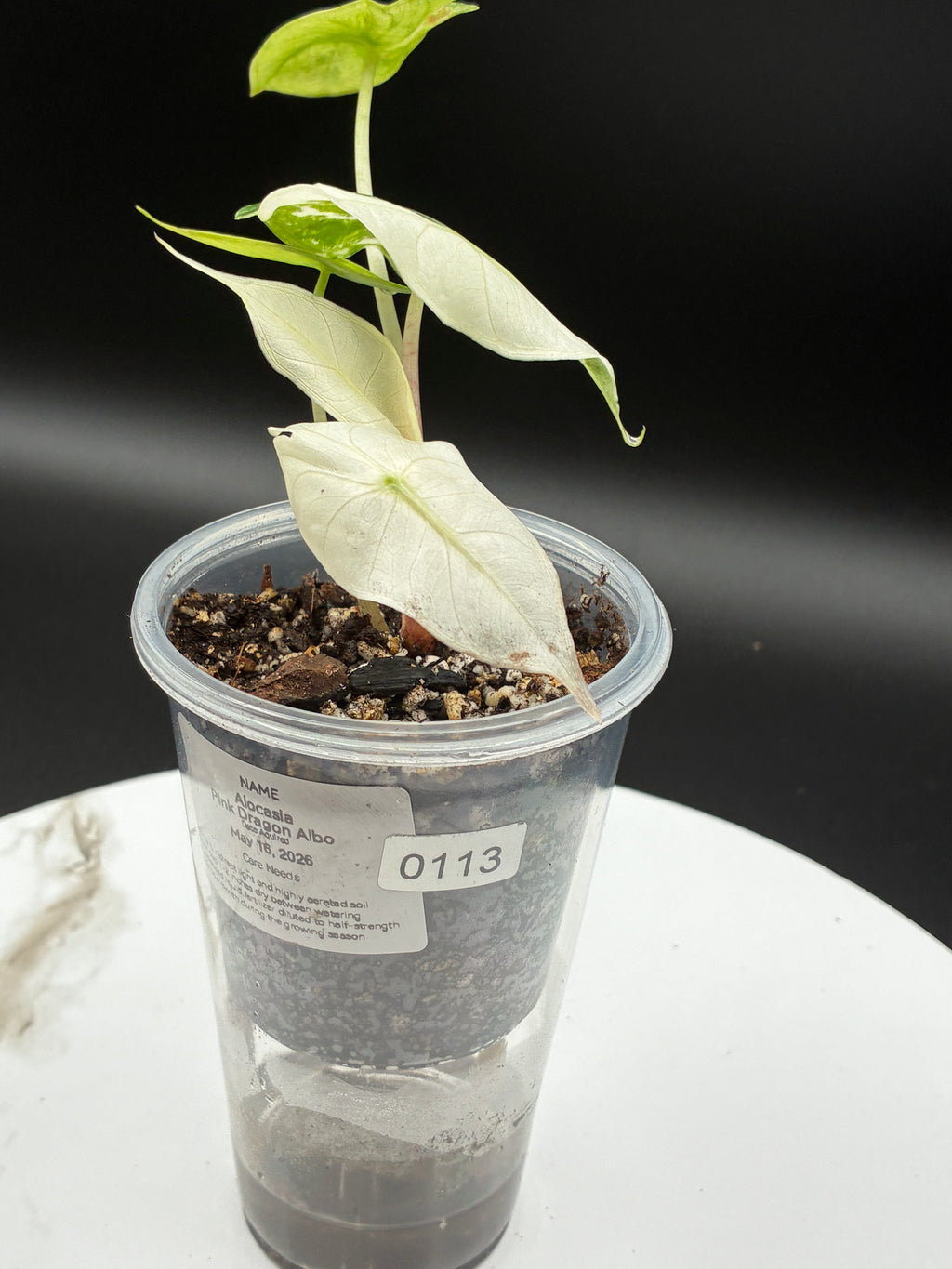 Alocasia Pink Dragon Albo #0113