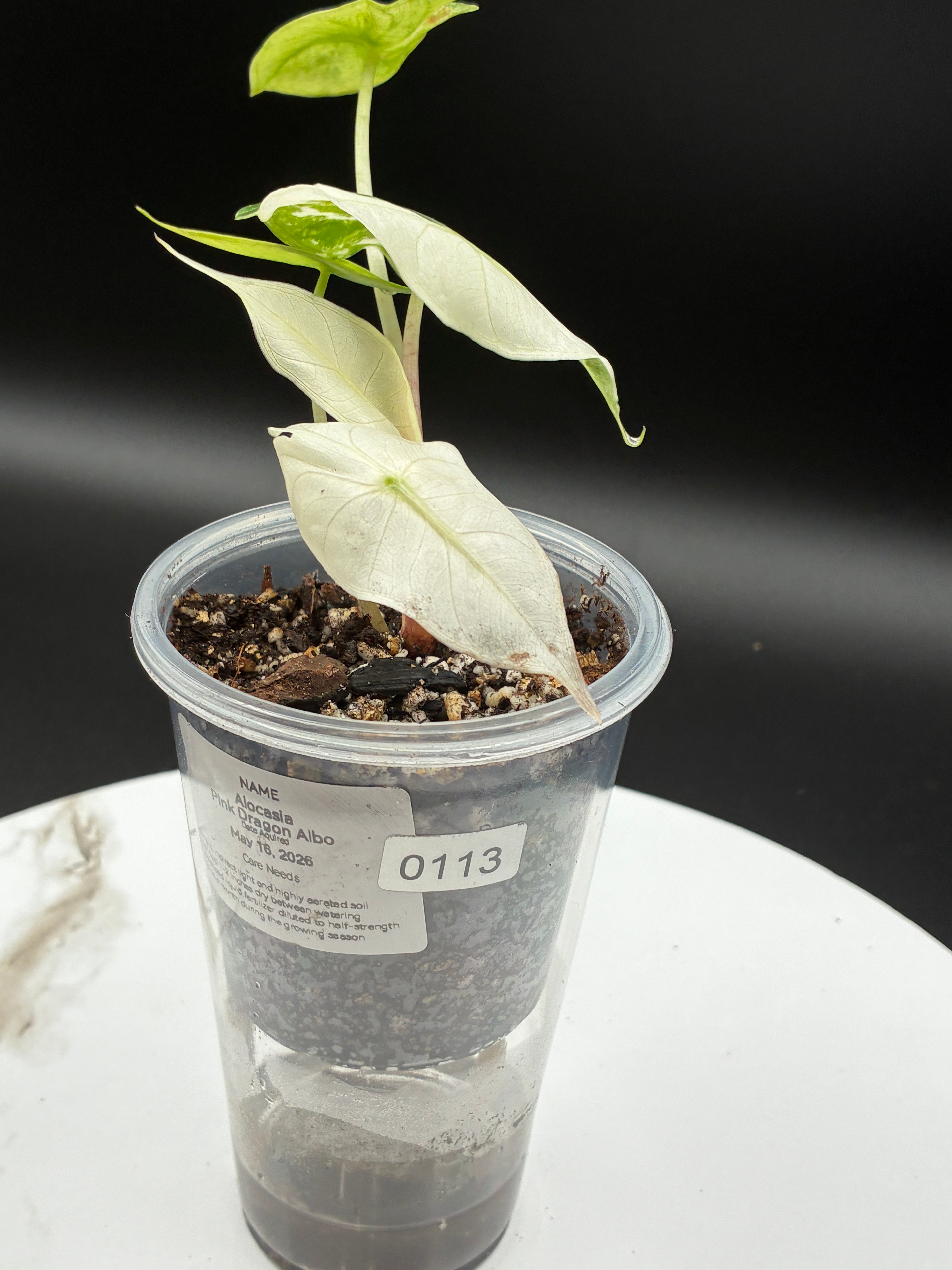 Alocasia Pink Dragon Albo #0113