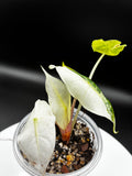 Alocasia Pink Dragon Albo #0113