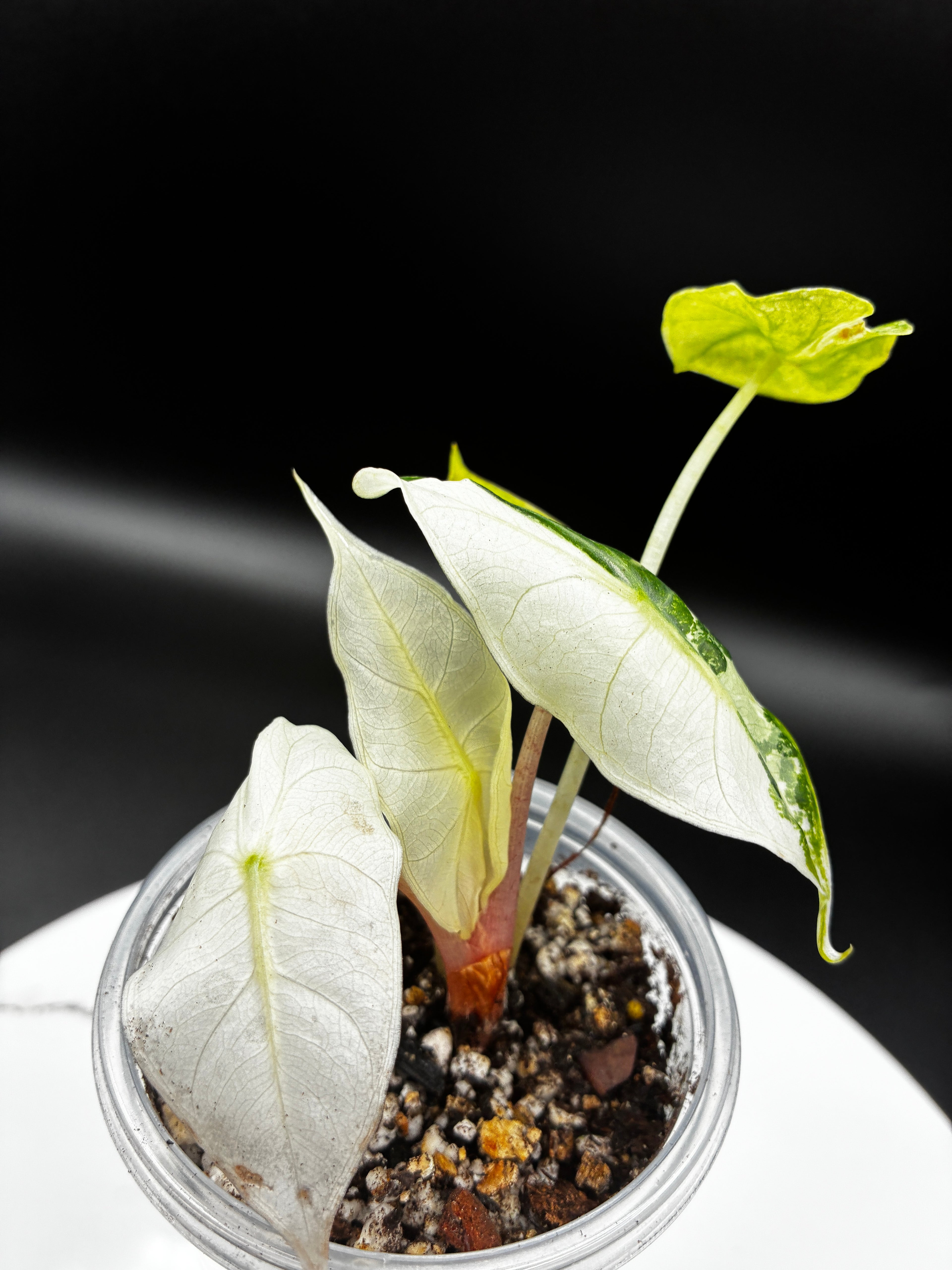 Alocasia Pink Dragon Albo #0113