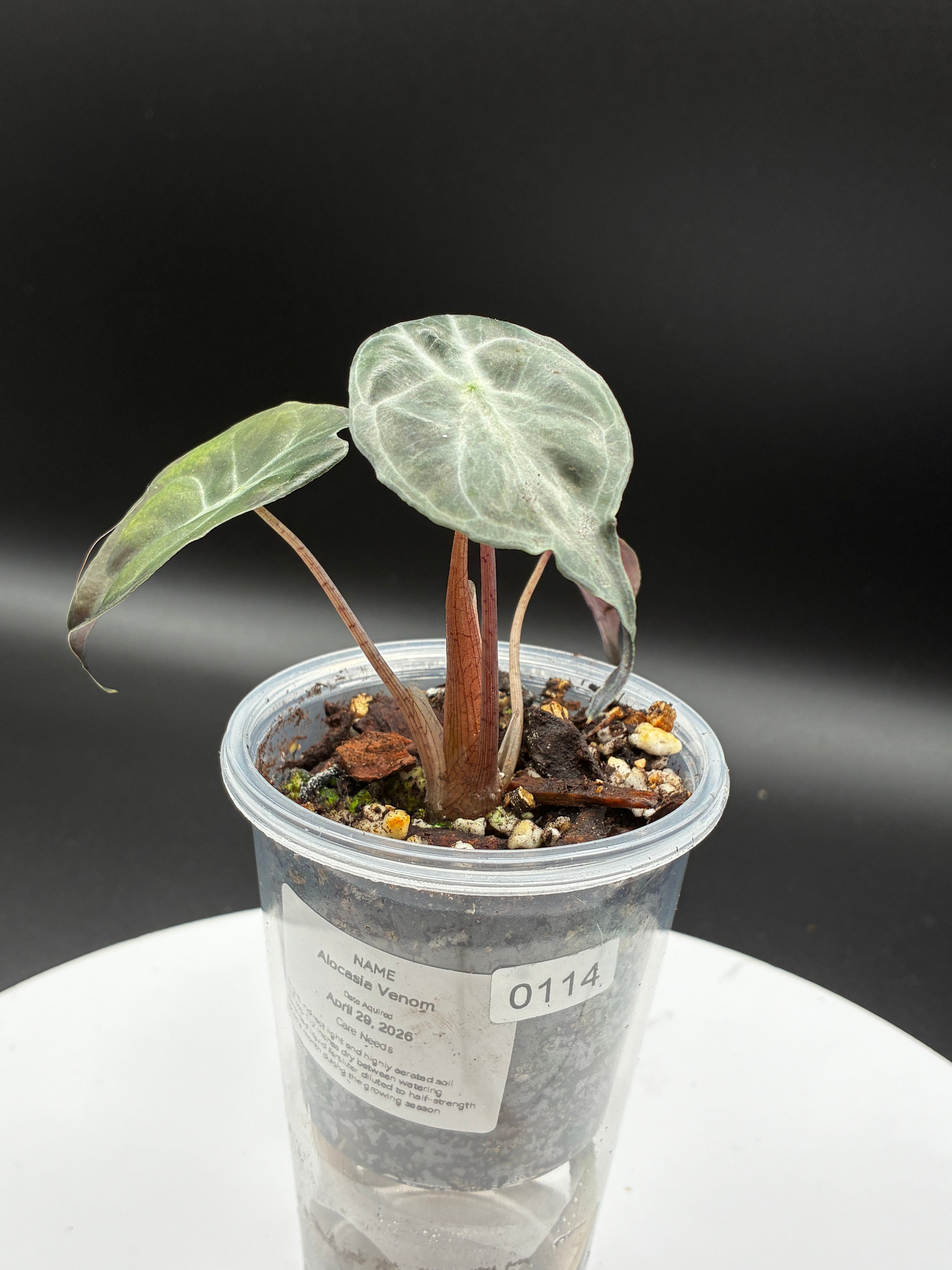 Alocasia Venom #0114