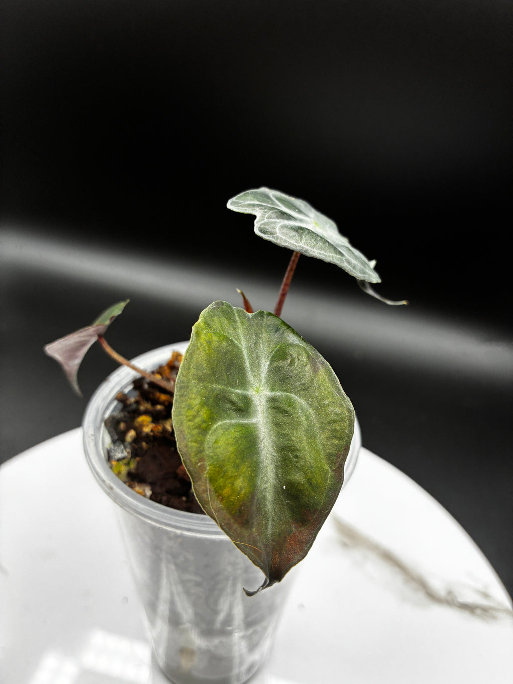 Alocasia Venom #0114