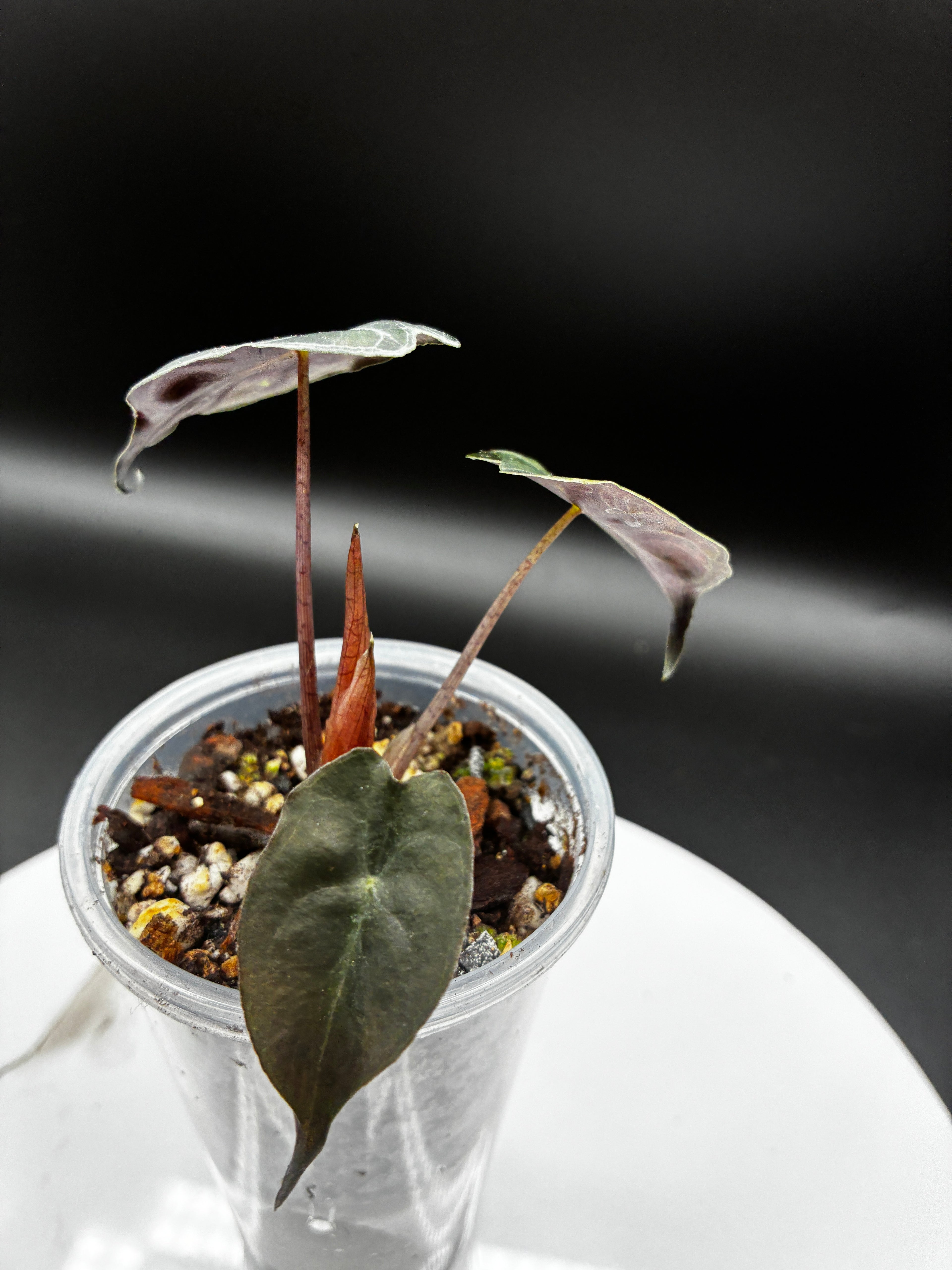 Alocasia Venom #0114