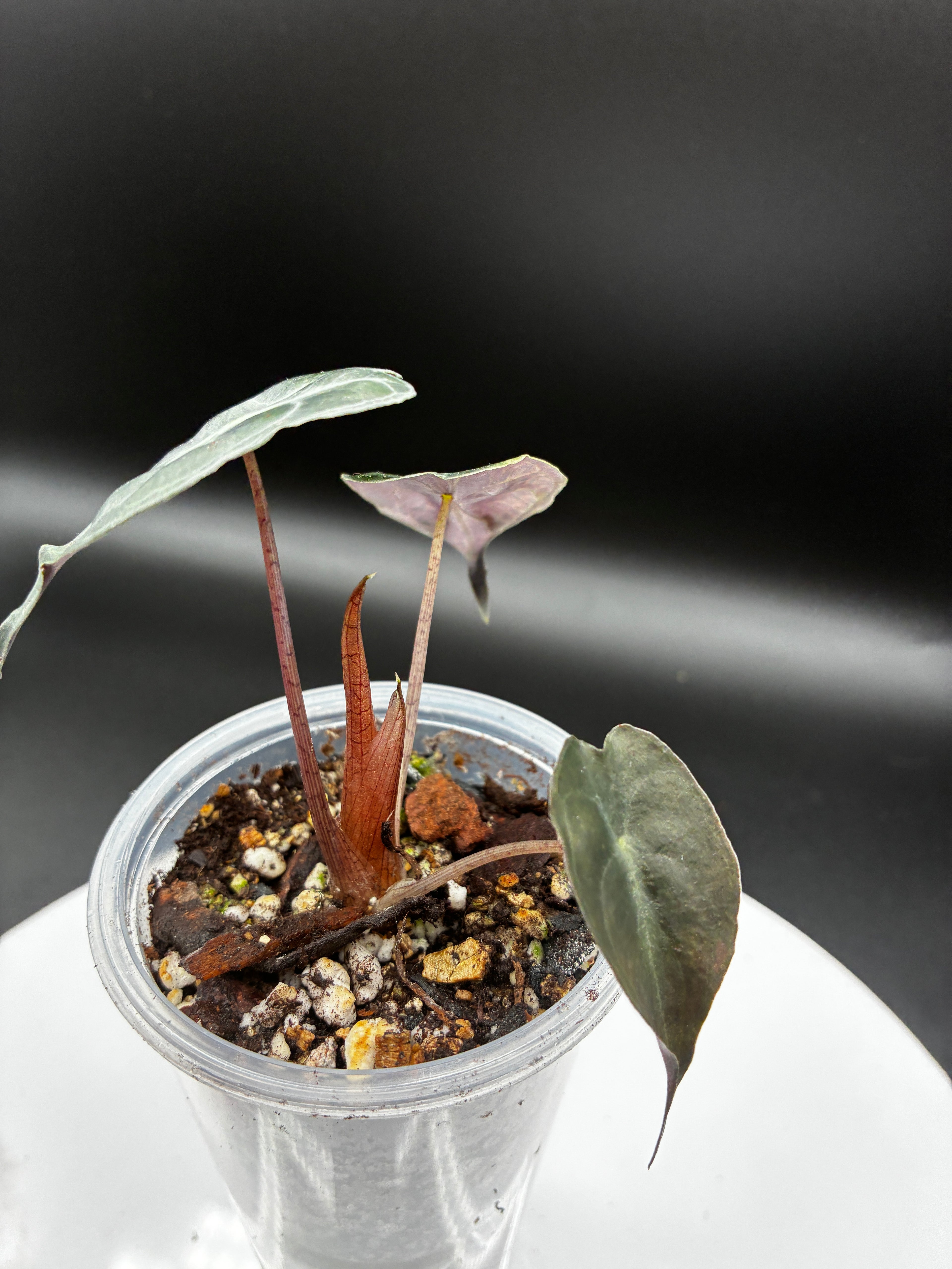 Alocasia Venom #0114