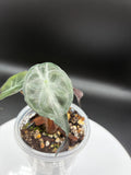 Alocasia Venom #0114