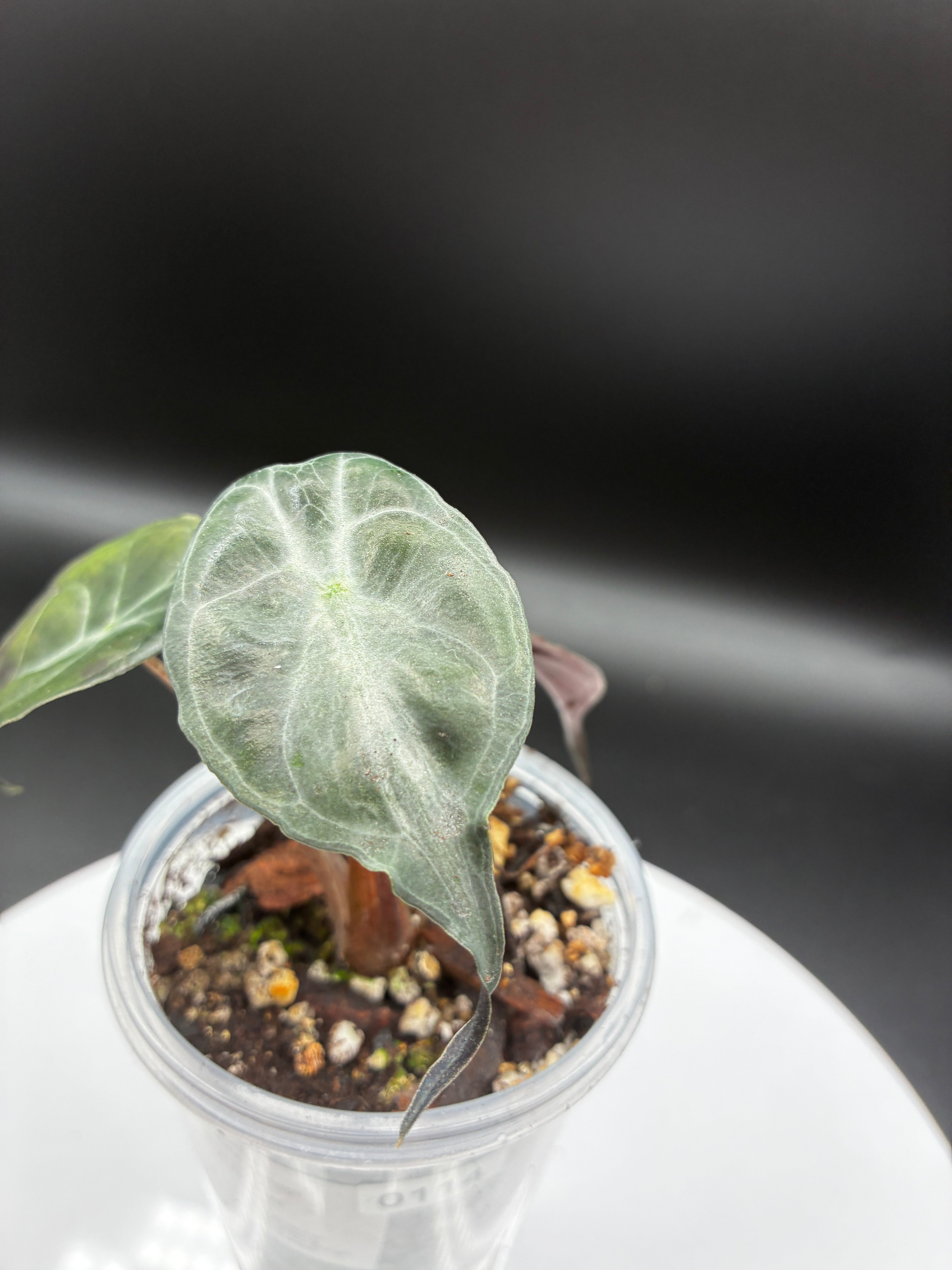 Alocasia Venom #0114