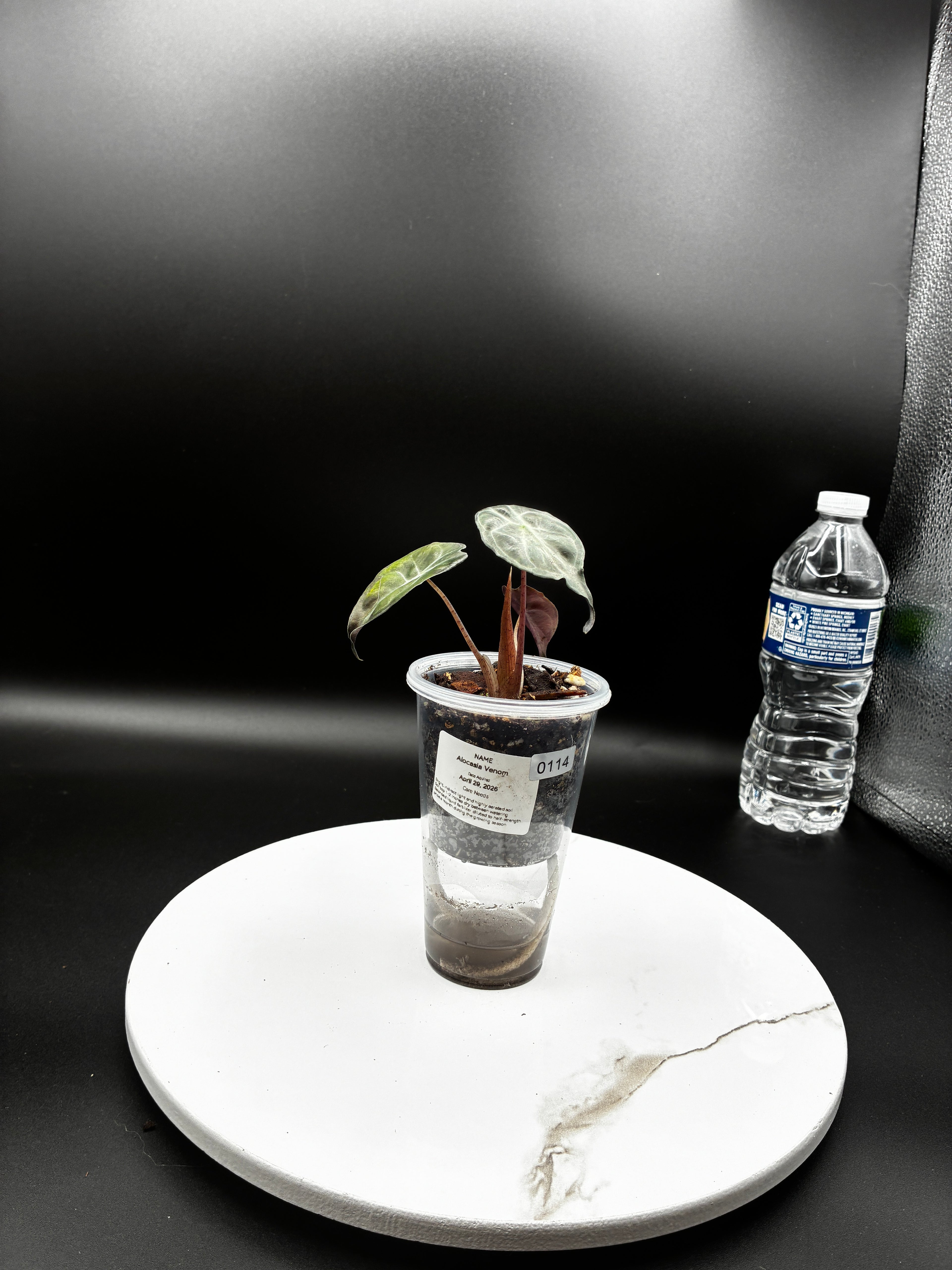Alocasia Venom #0114