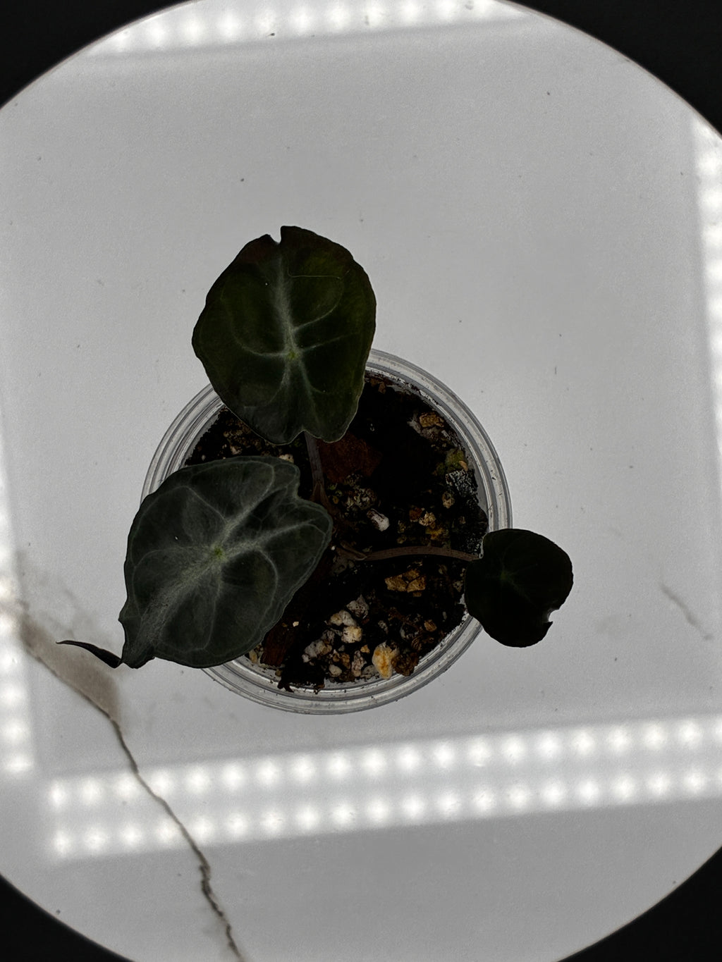 Alocasia Venom #0114