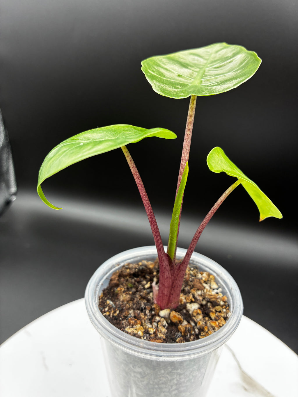 Alocasia Odora Imperial Red #0116