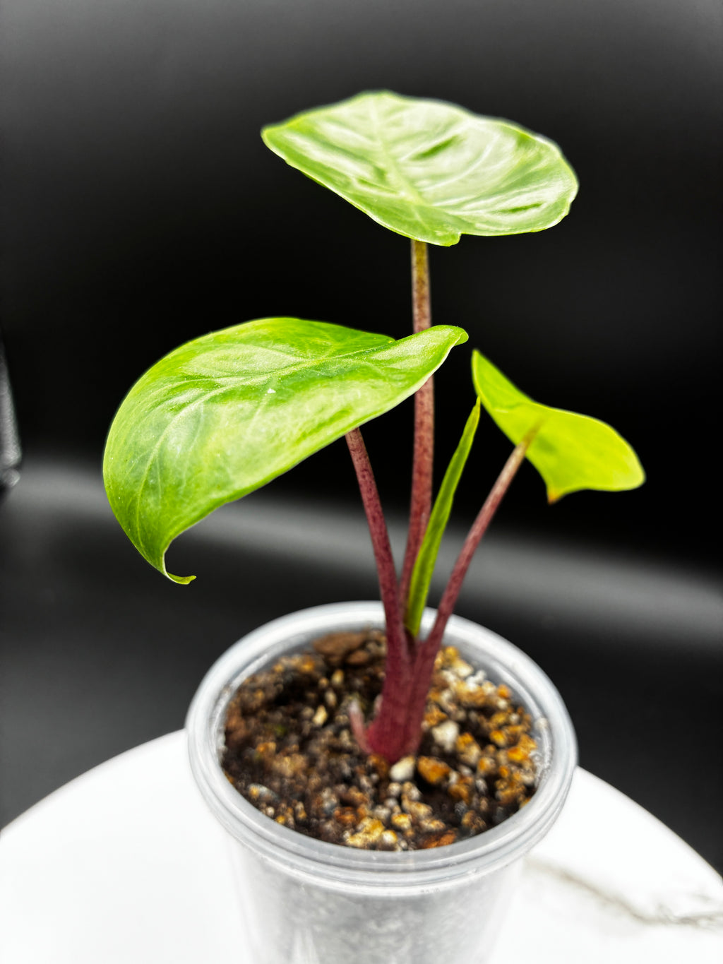 Alocasia Odora Imperial Red #0116