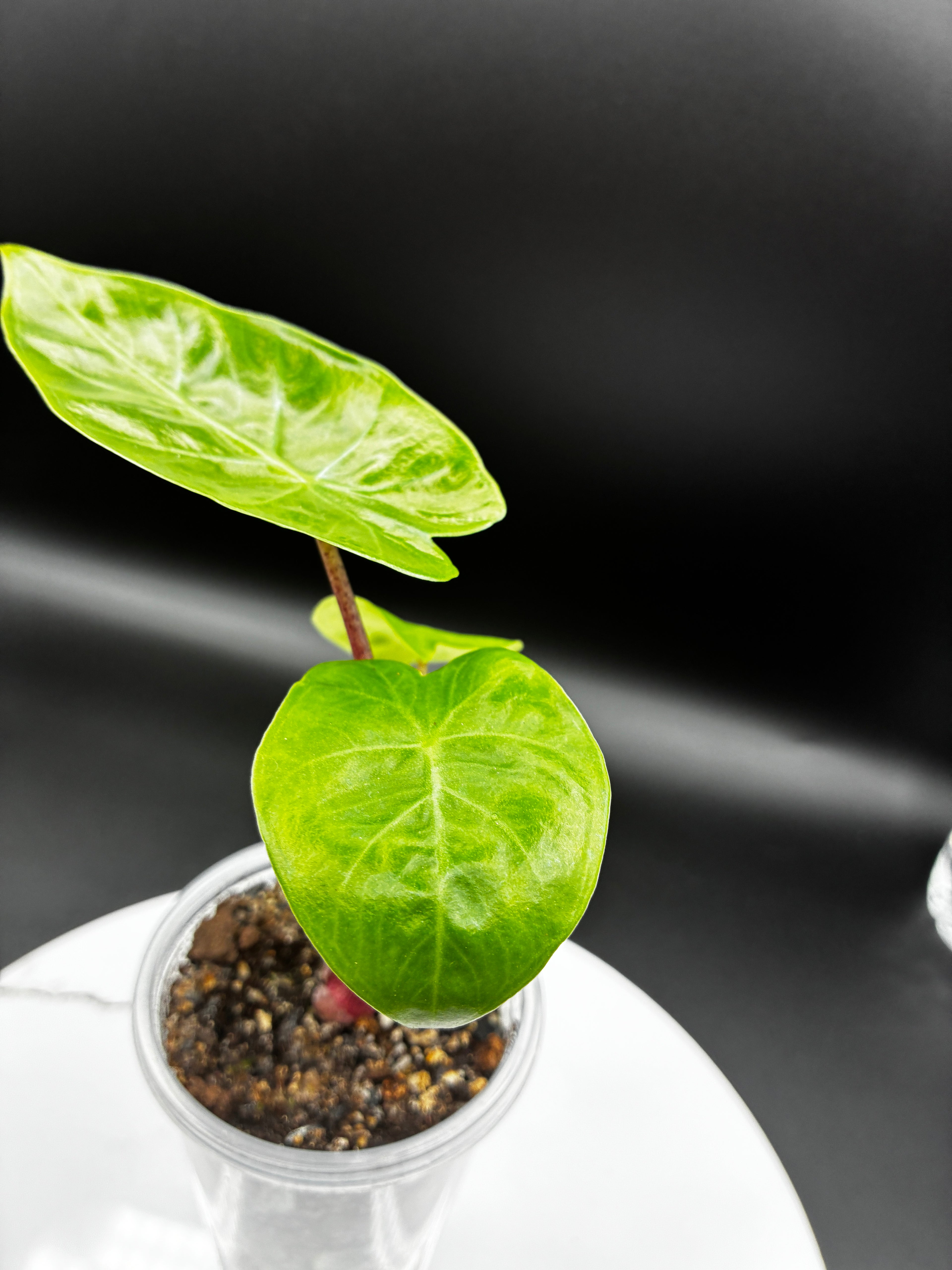 Alocasia Odora Imperial Red #0116