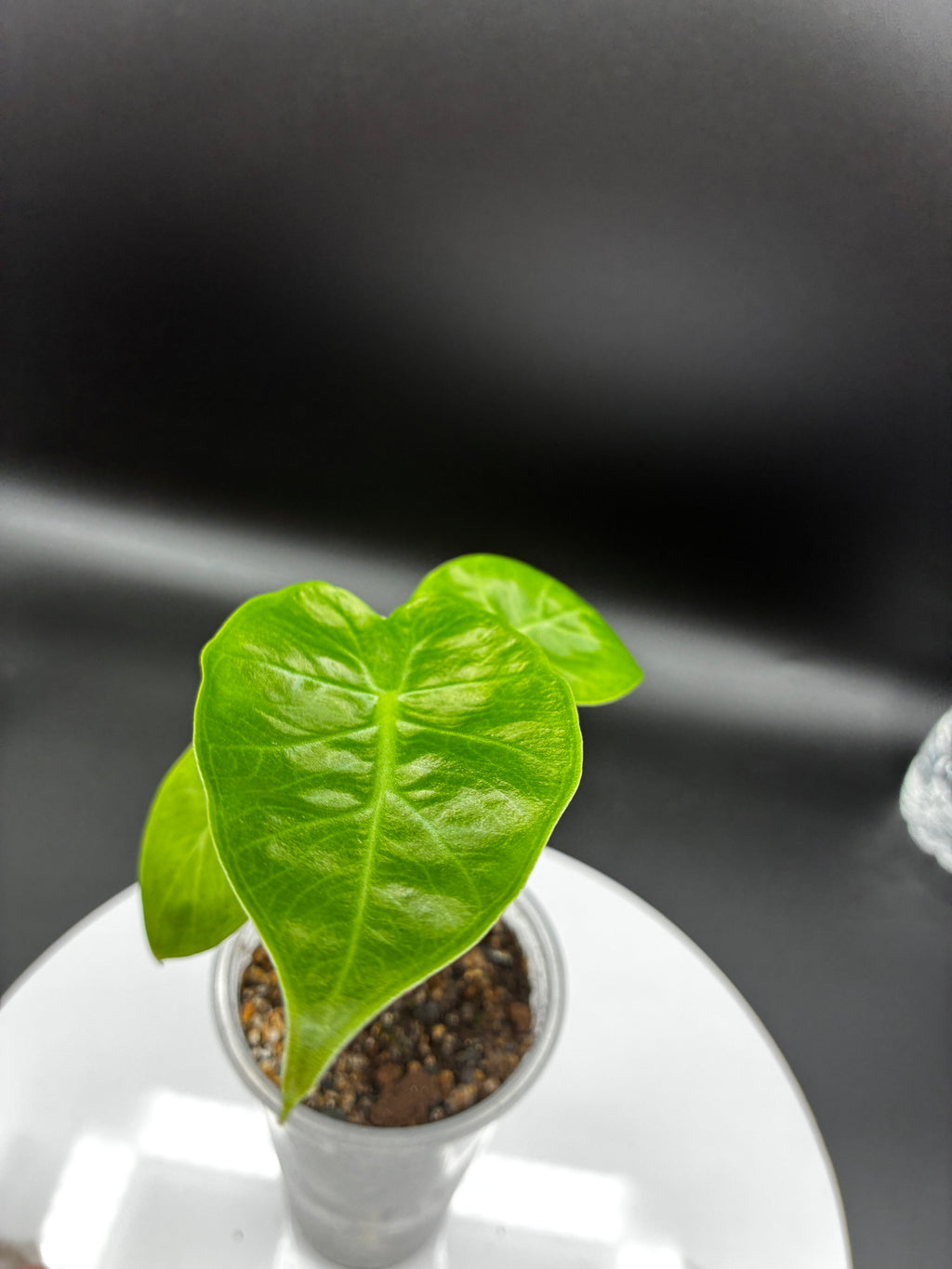 Alocasia Odora Imperial Red #0116