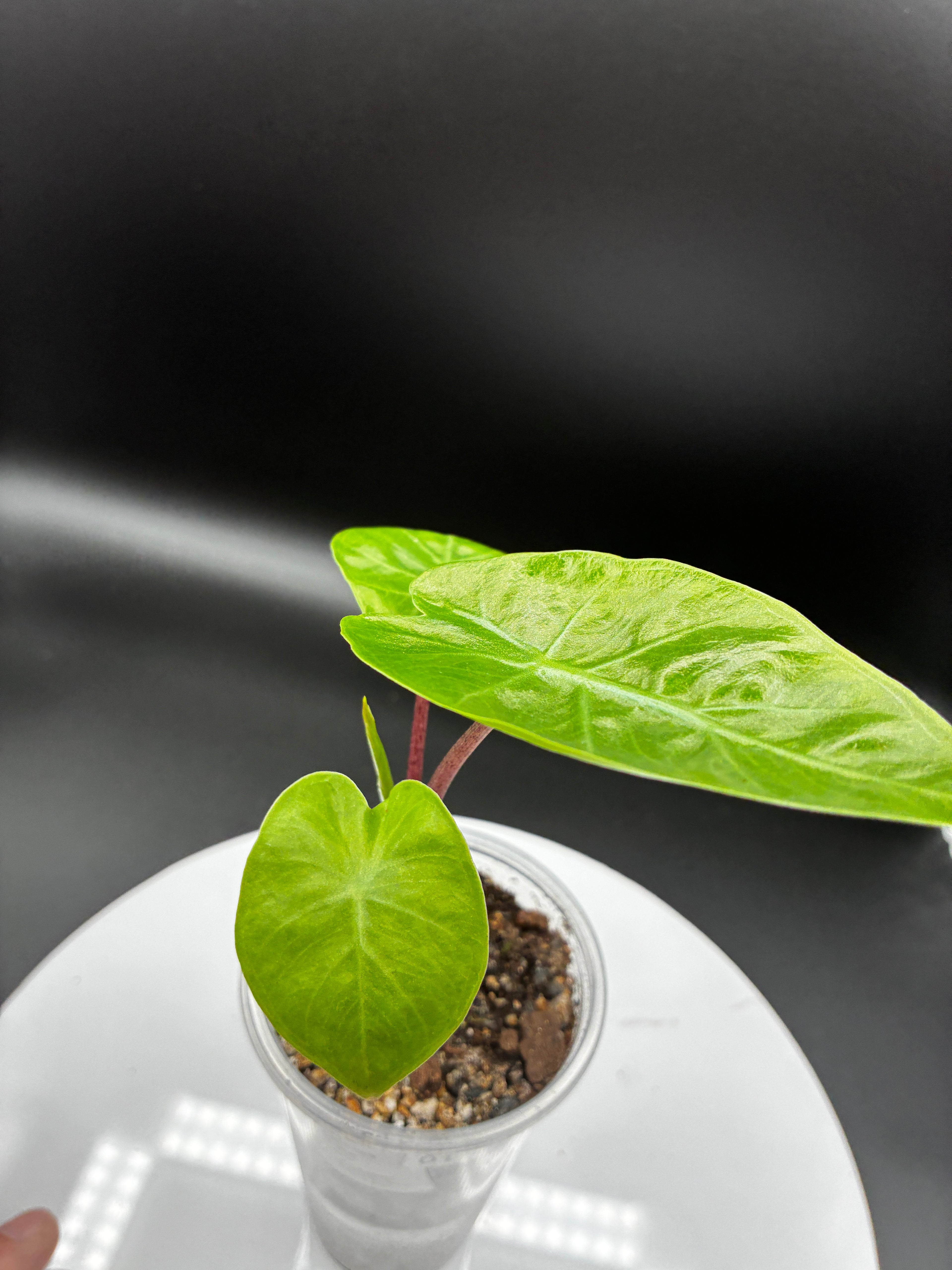 Alocasia Odora Imperial Red #0116