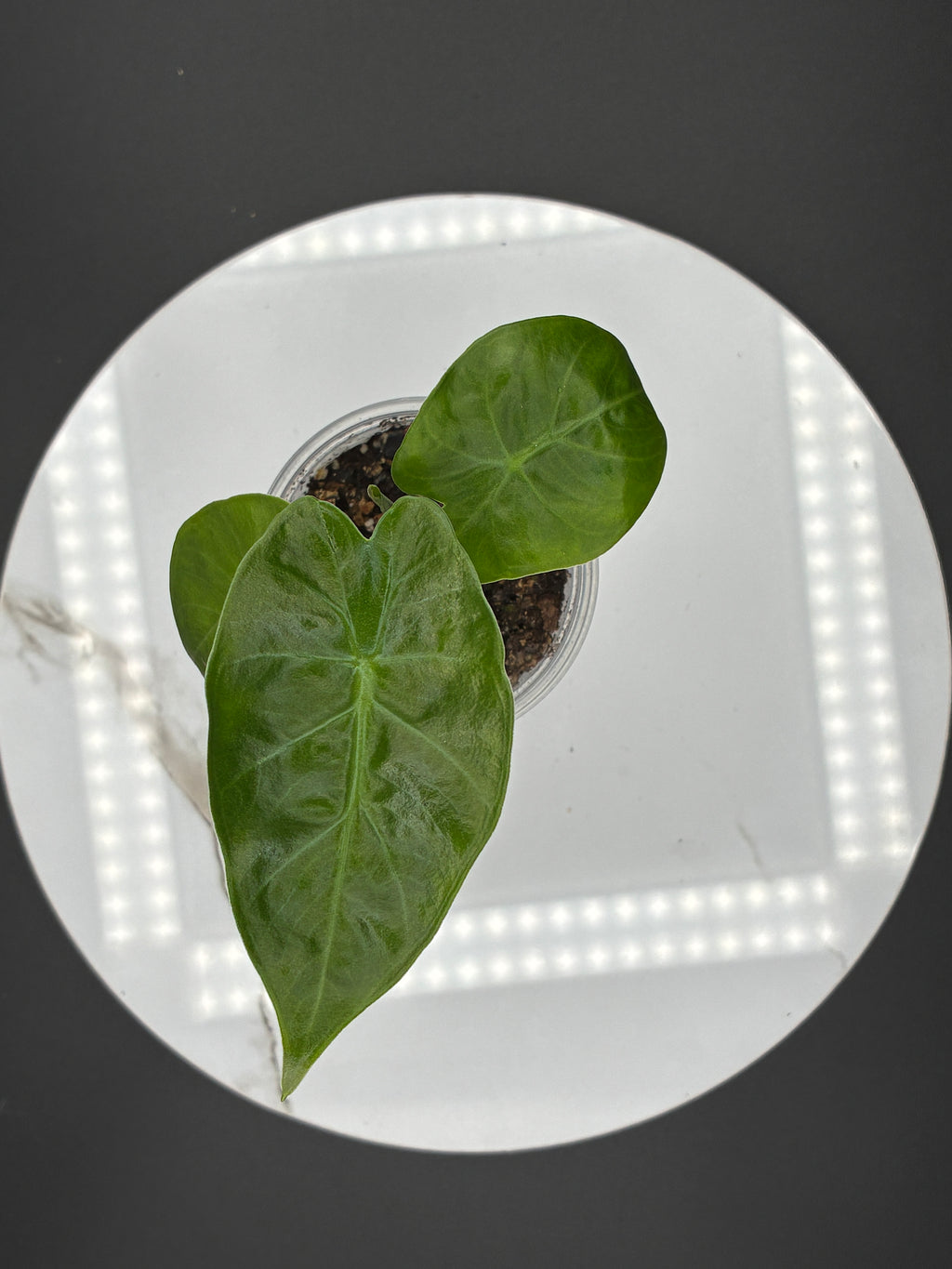Alocasia Odora Imperial Red #0116
