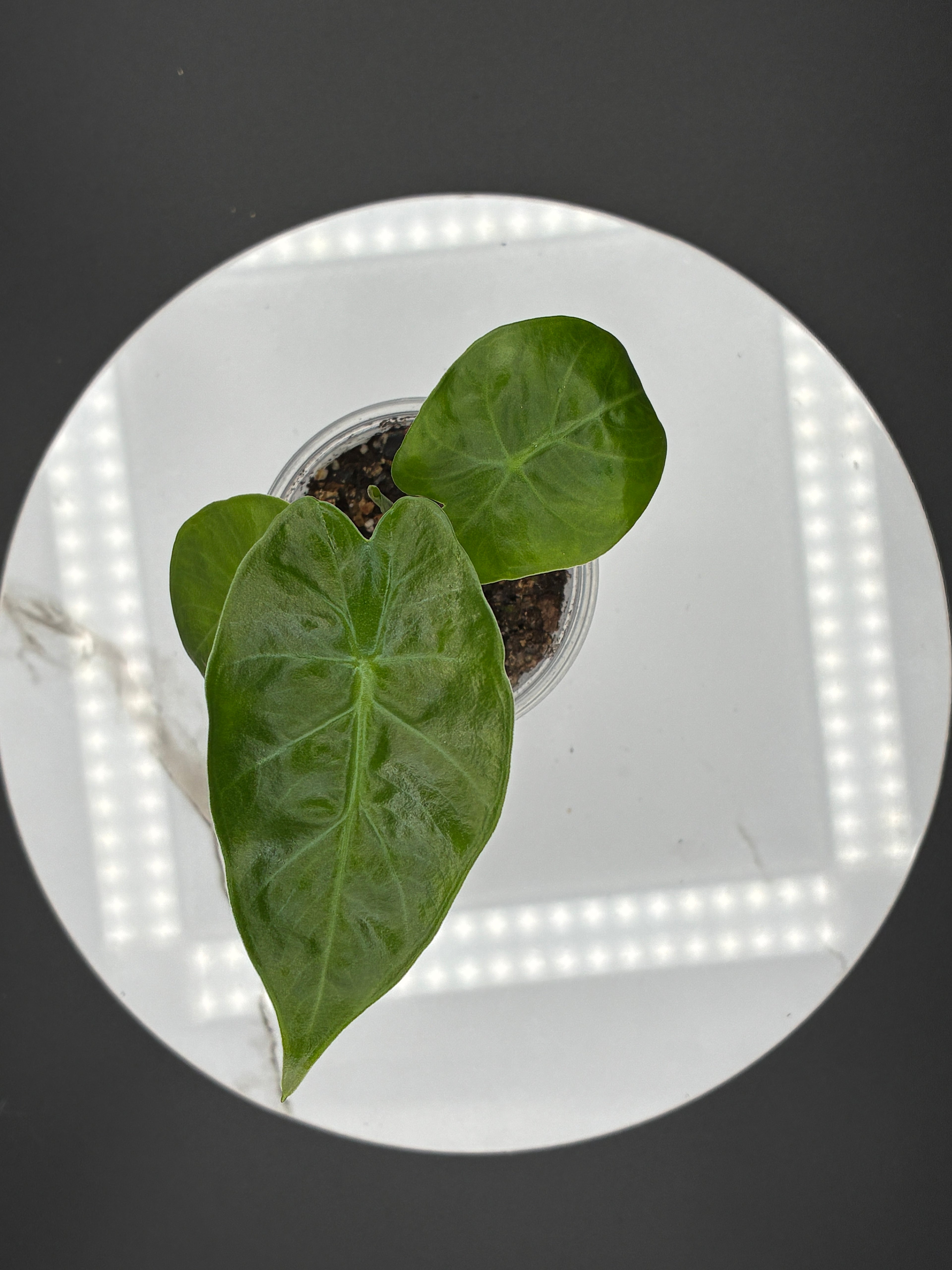 Alocasia Odora Imperial Red #0116