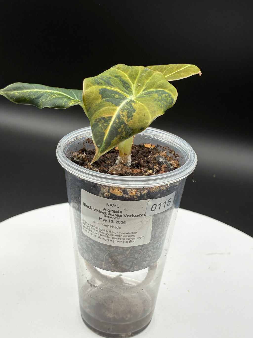 Alocasia Black Velvet Aurea Variegated #0115