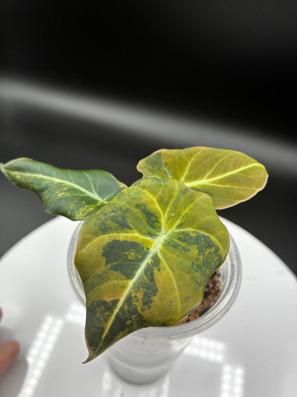 Alocasia Black Velvet Aurea Variegated #0115