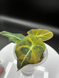 Alocasia Black Velvet Aurea Variegated #0115