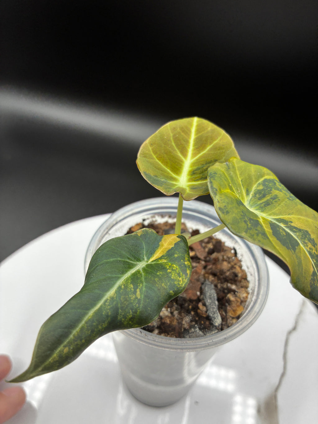 Alocasia Black Velvet Aurea Variegated #0115