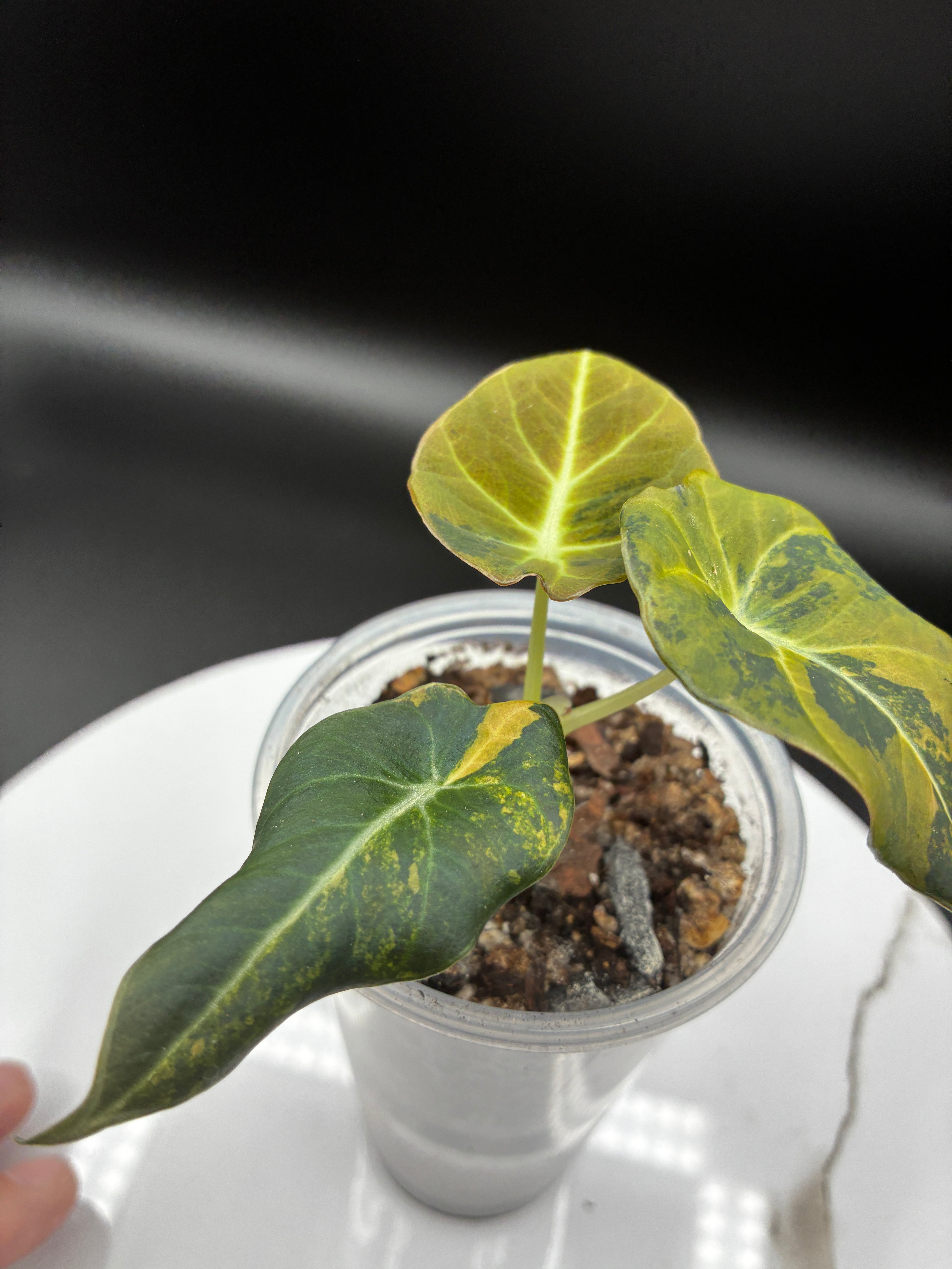 Alocasia Black Velvet Aurea Variegated #0115