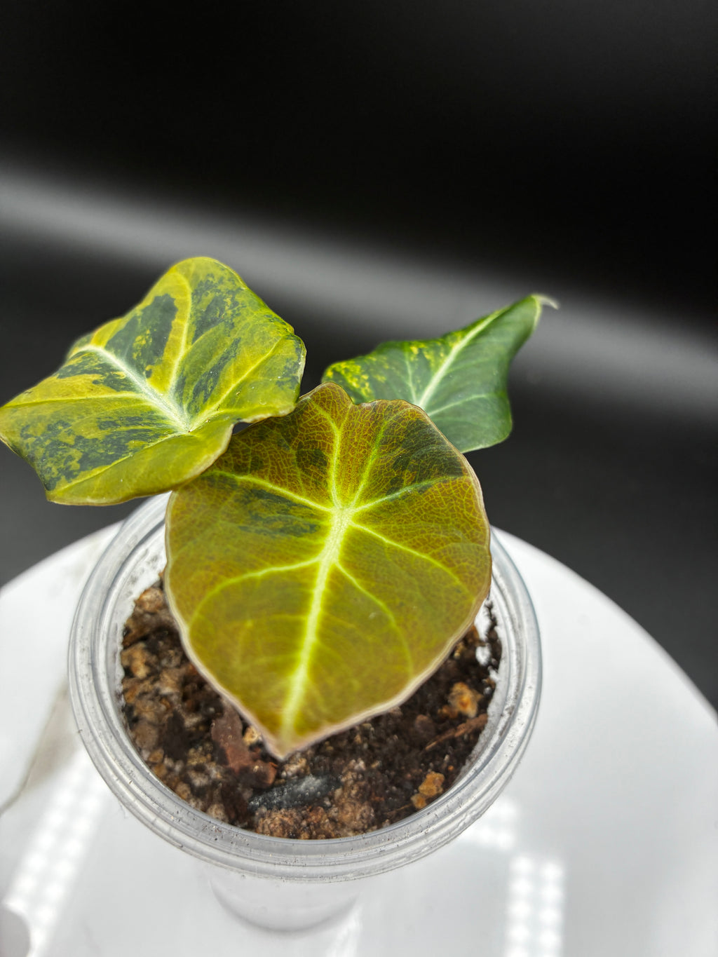 Alocasia Black Velvet Aurea Variegated #0115
