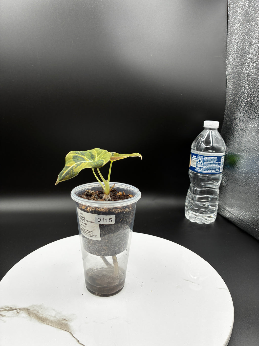 Alocasia Black Velvet Aurea Variegated #0115