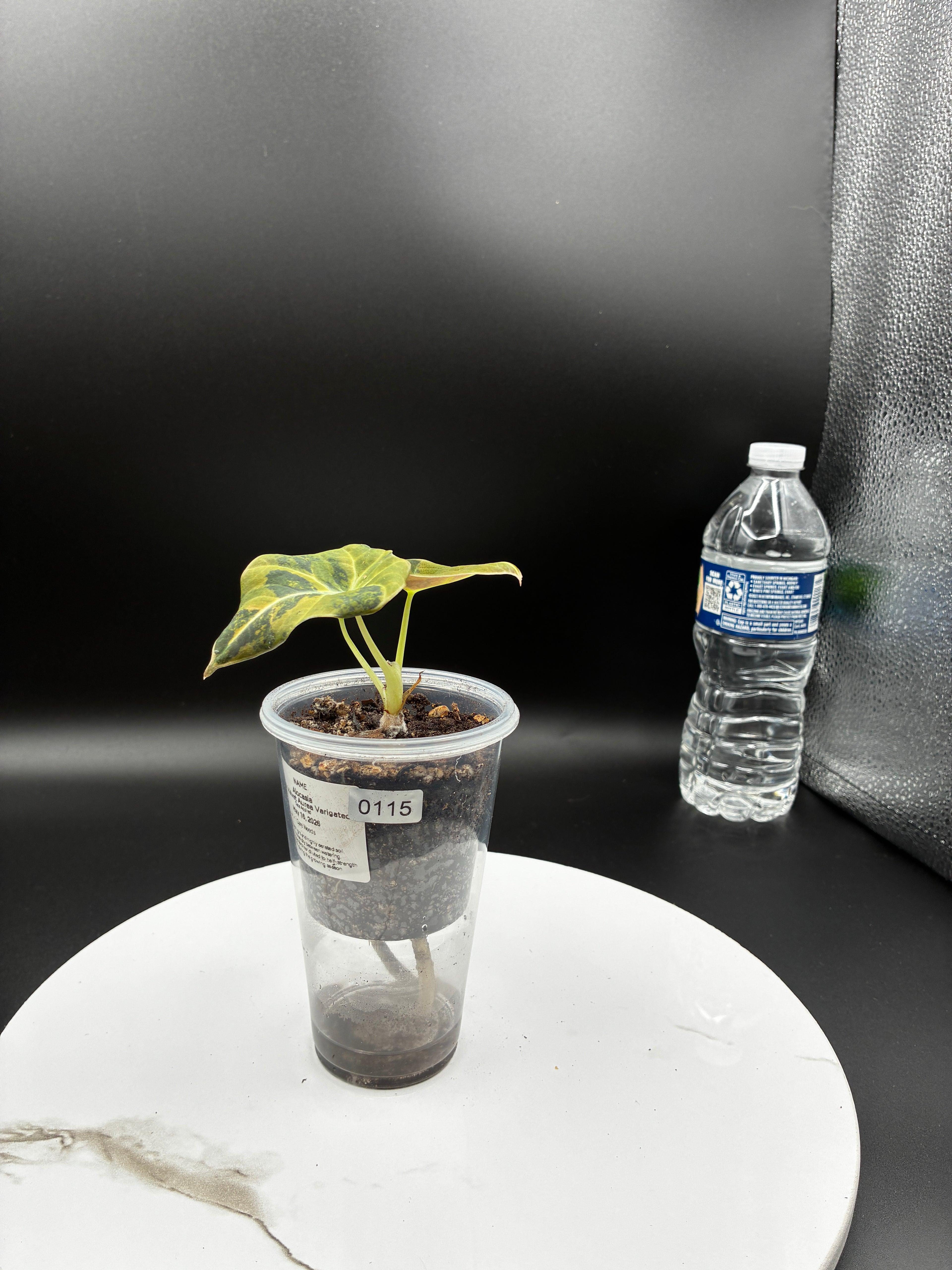 Alocasia Black Velvet Aurea Variegated #0115