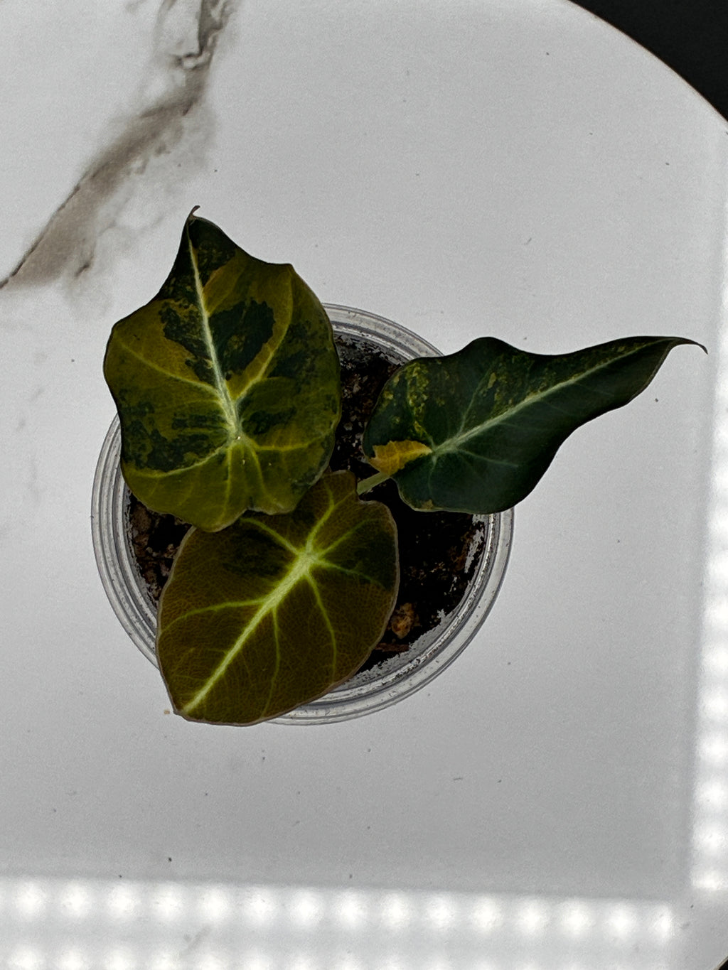 Alocasia Black Velvet Aurea Variegated #0115