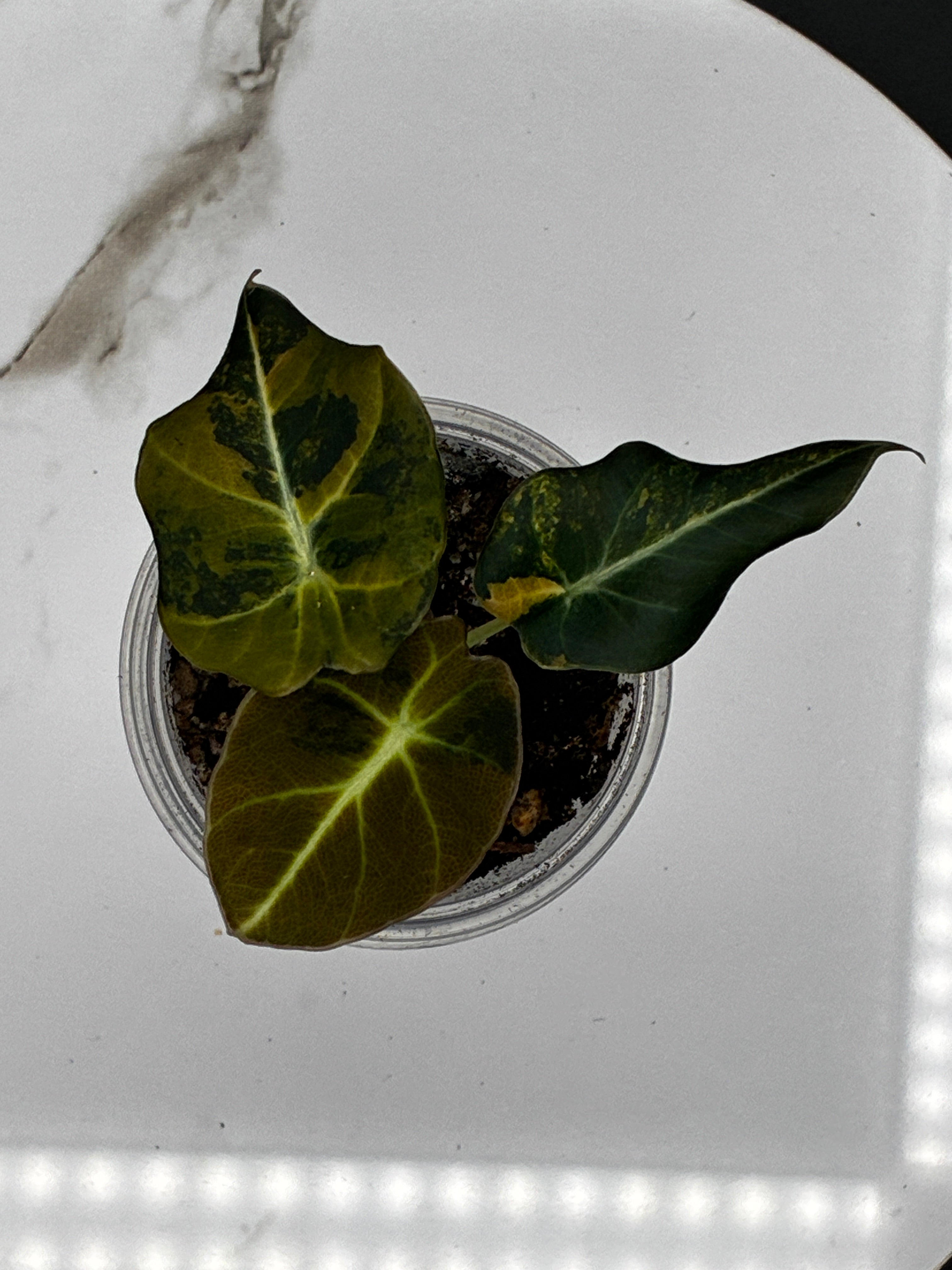 Alocasia Black Velvet Aurea Variegated #0115