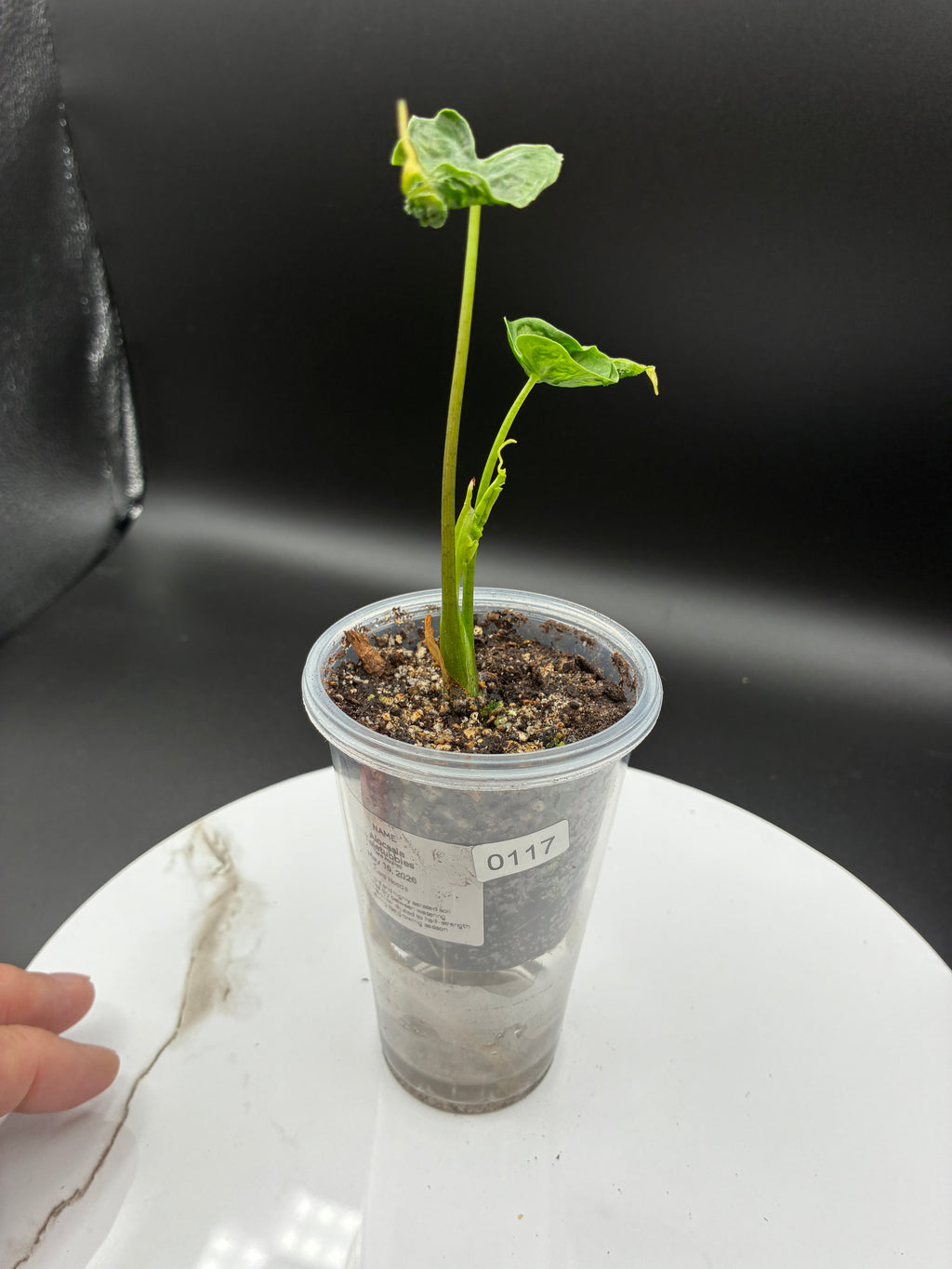 Alocasia Teletubbies #0117