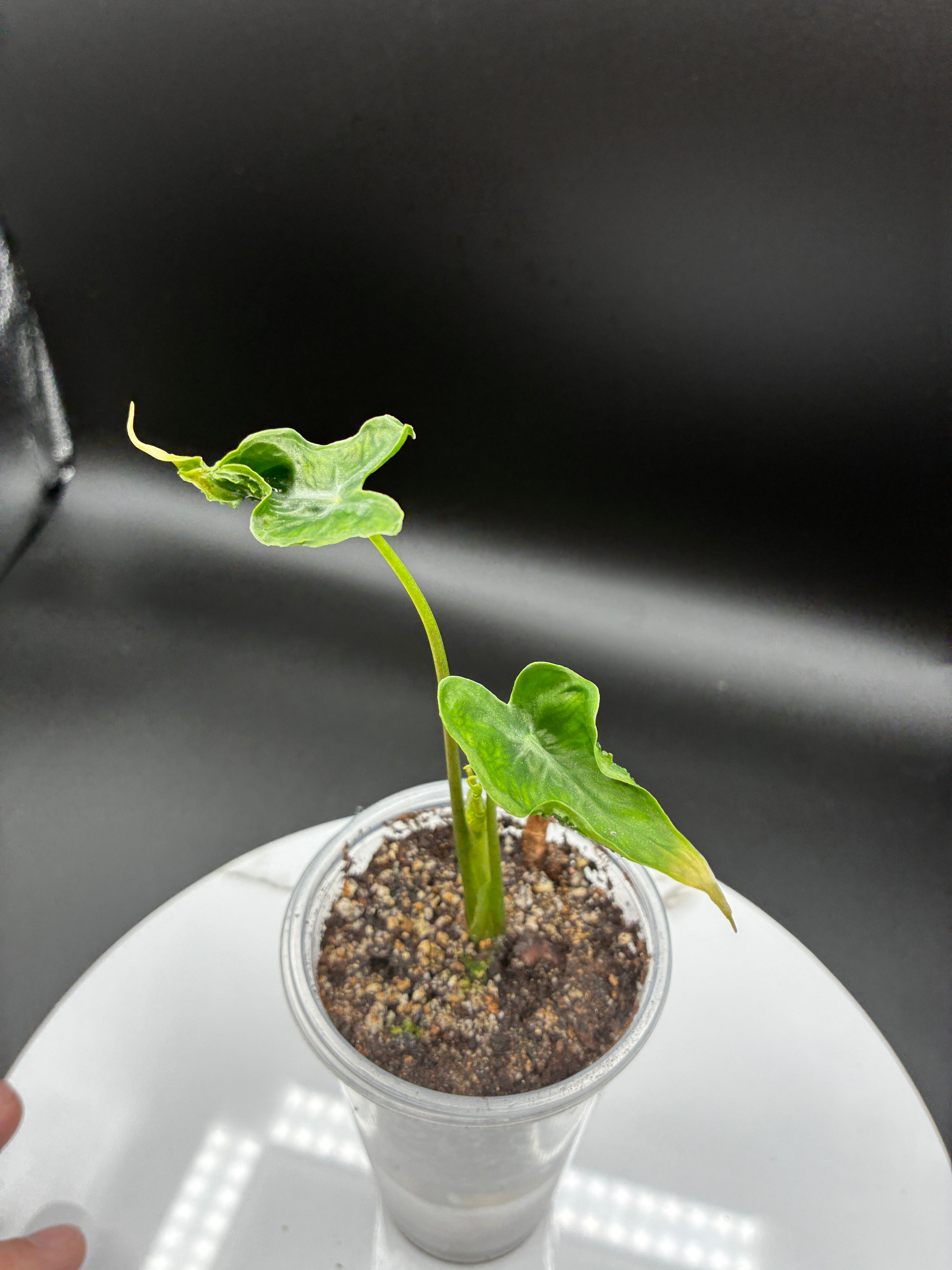 Alocasia Teletubbies #0117