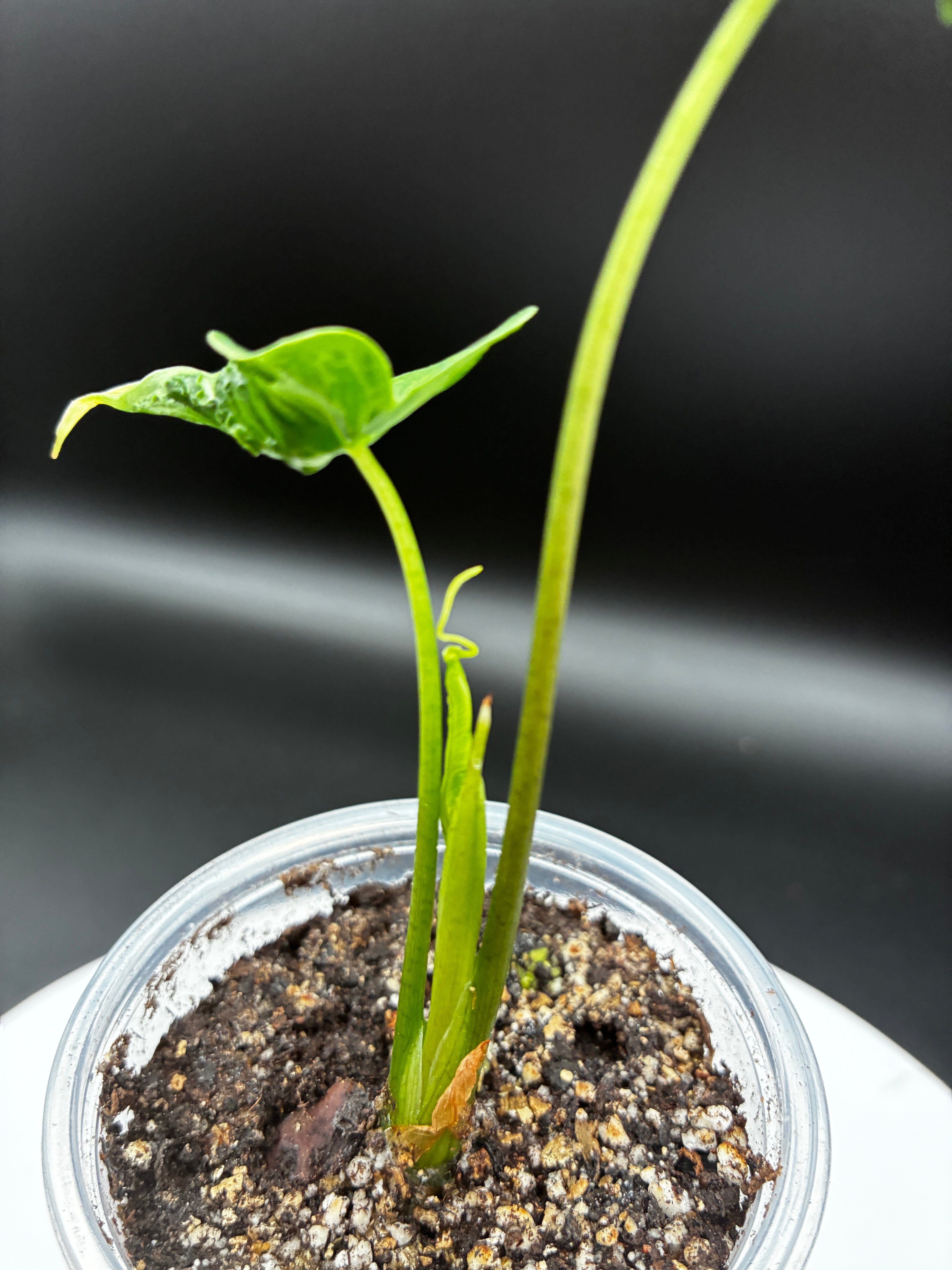 Alocasia Teletubbies #0117