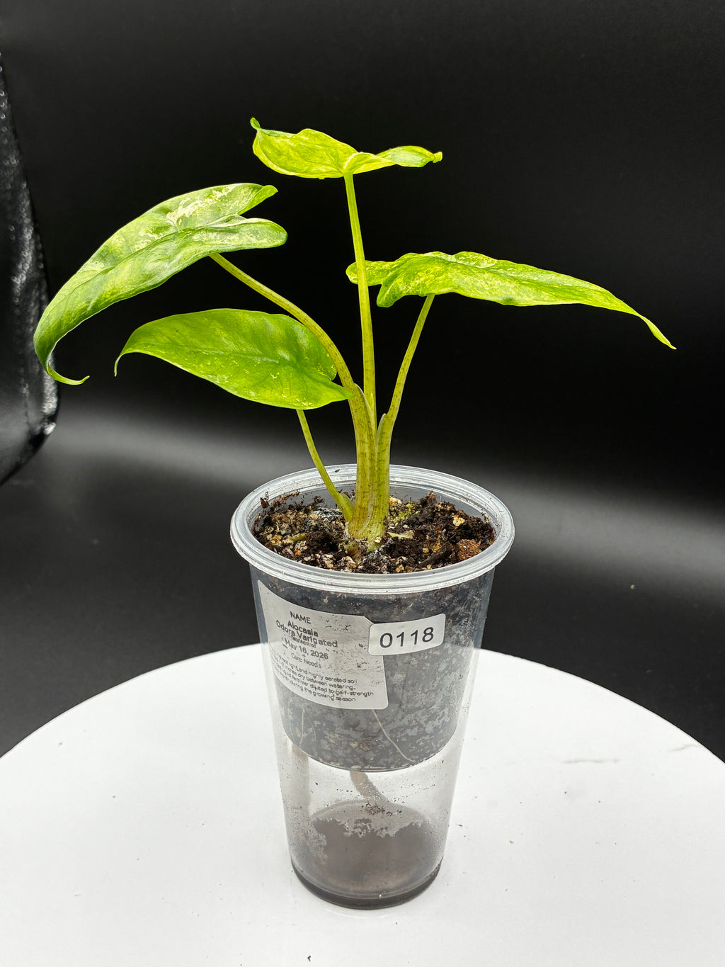 Alocasia Odora Variegated #0118