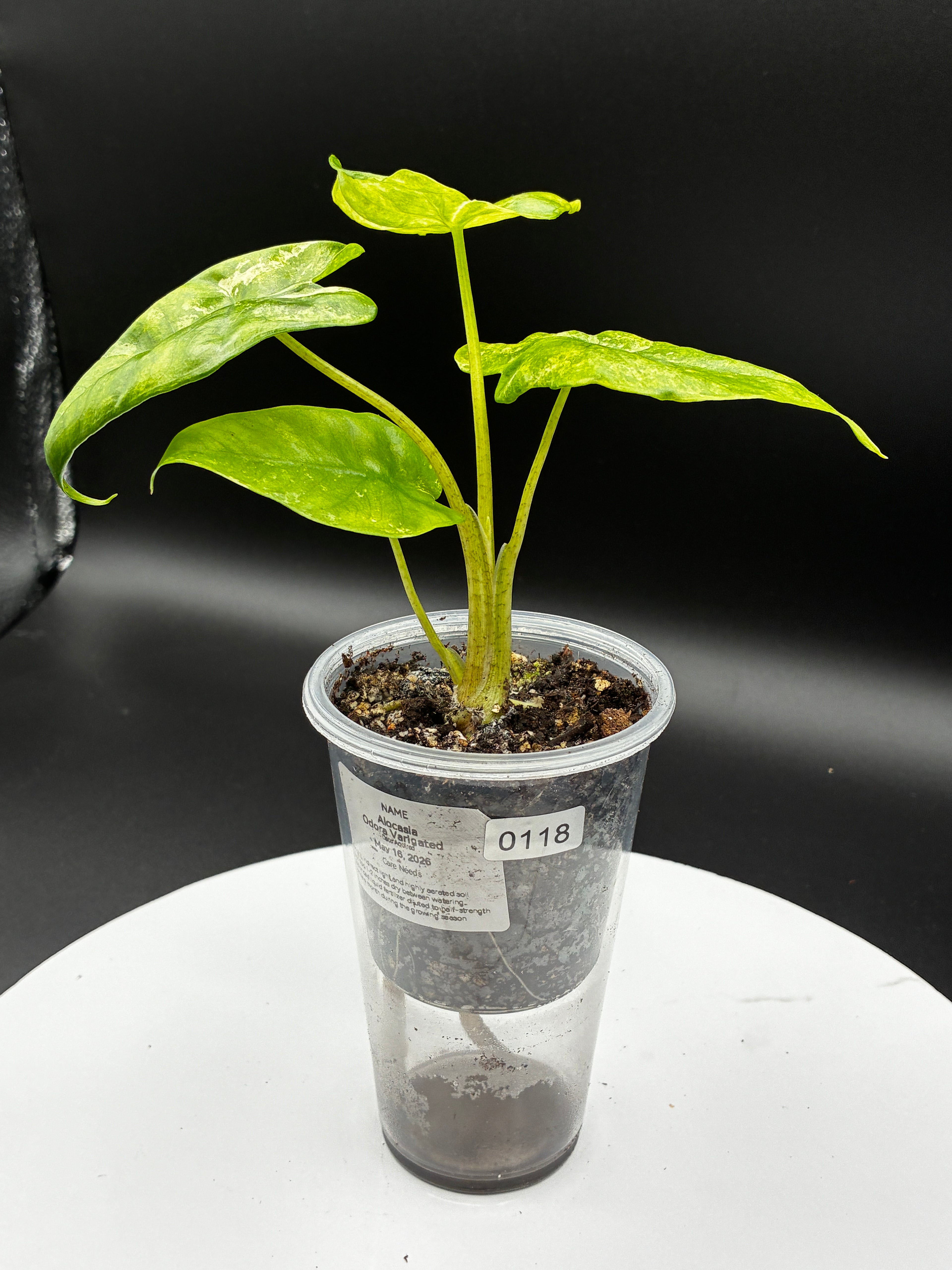 Alocasia Odora Variegated #0118