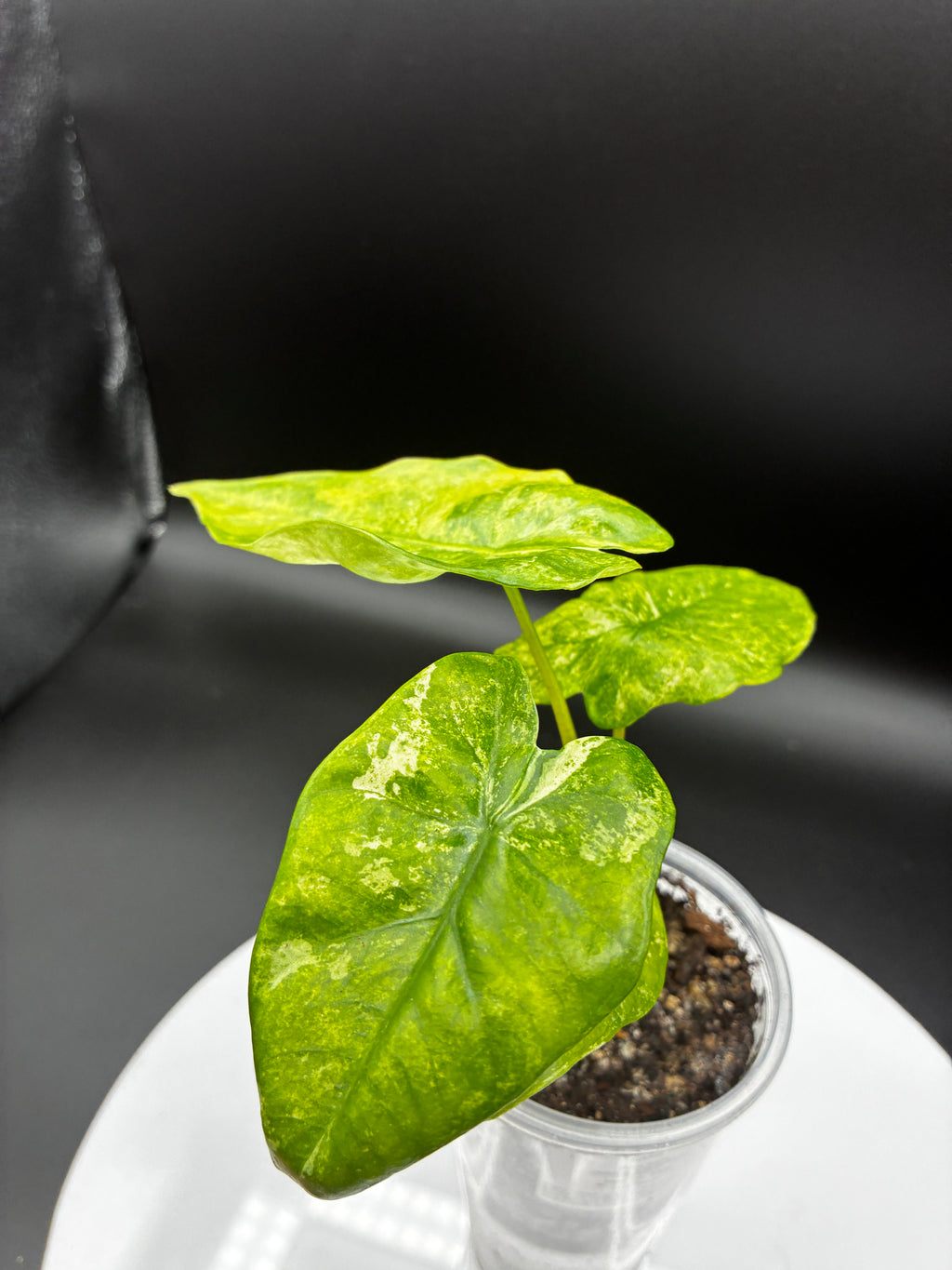 Alocasia Odora Variegated #0118