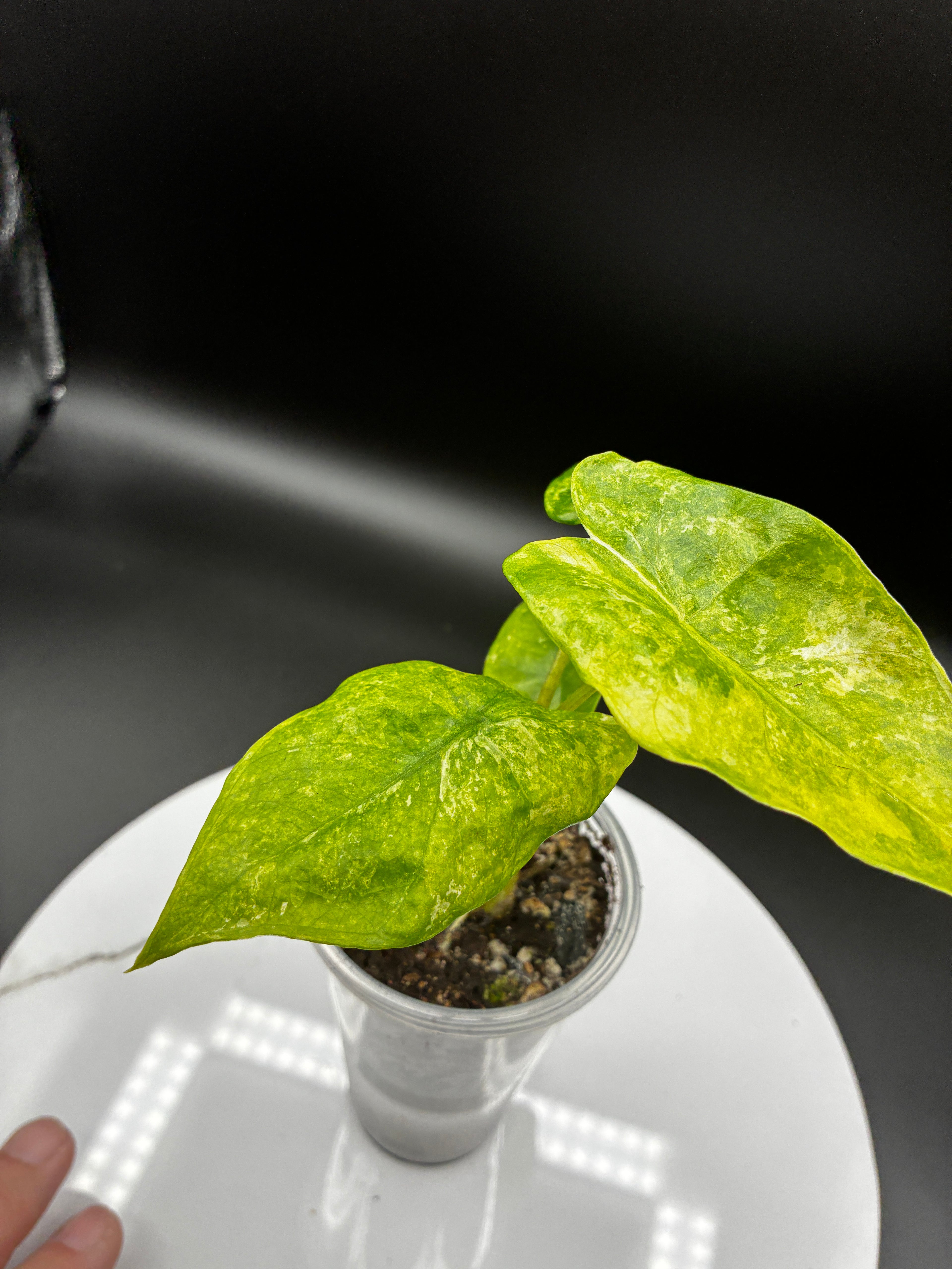 Alocasia Odora Variegated #0118