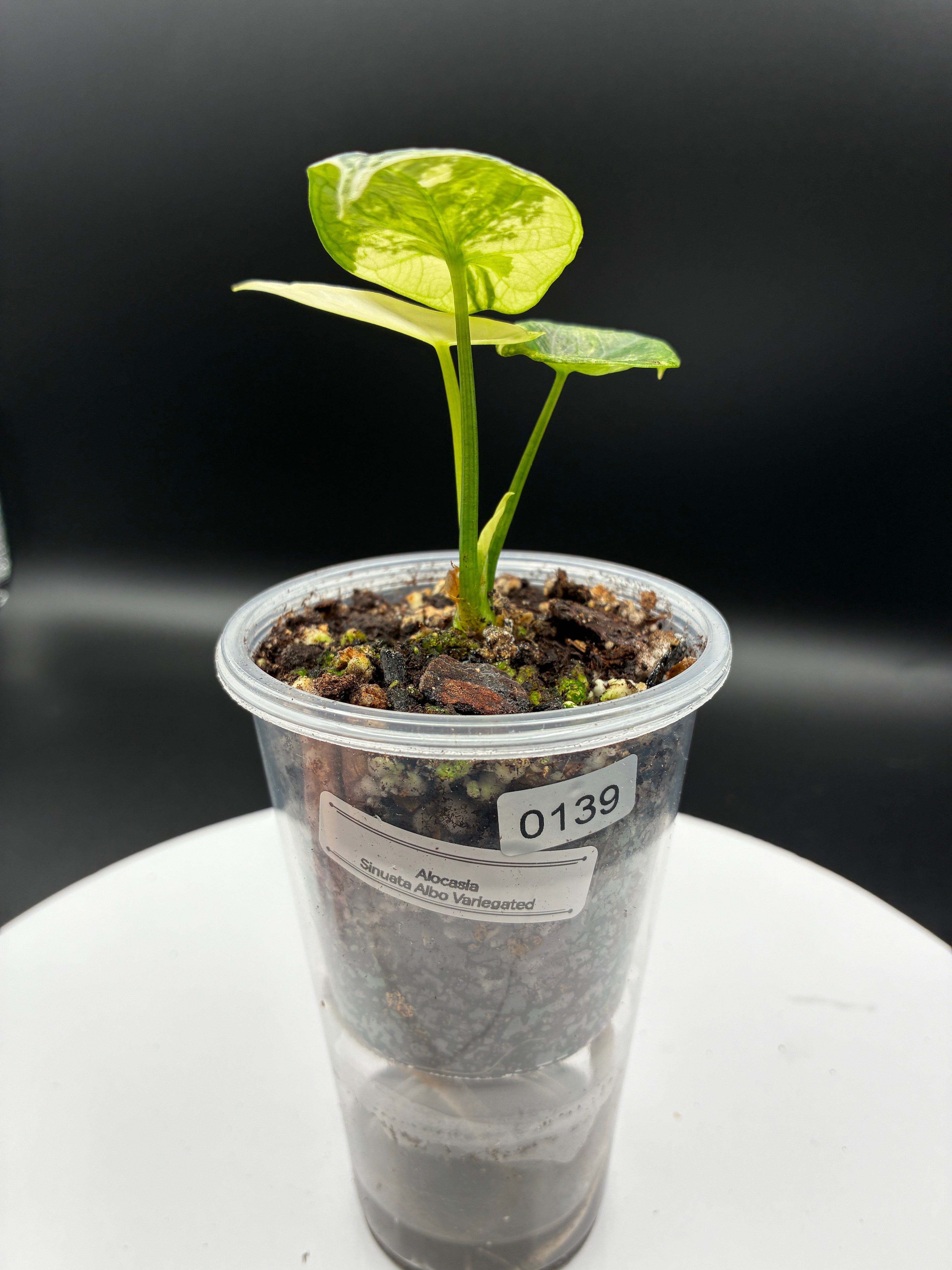 Alocasia Sinuata Albo Variegated #0139