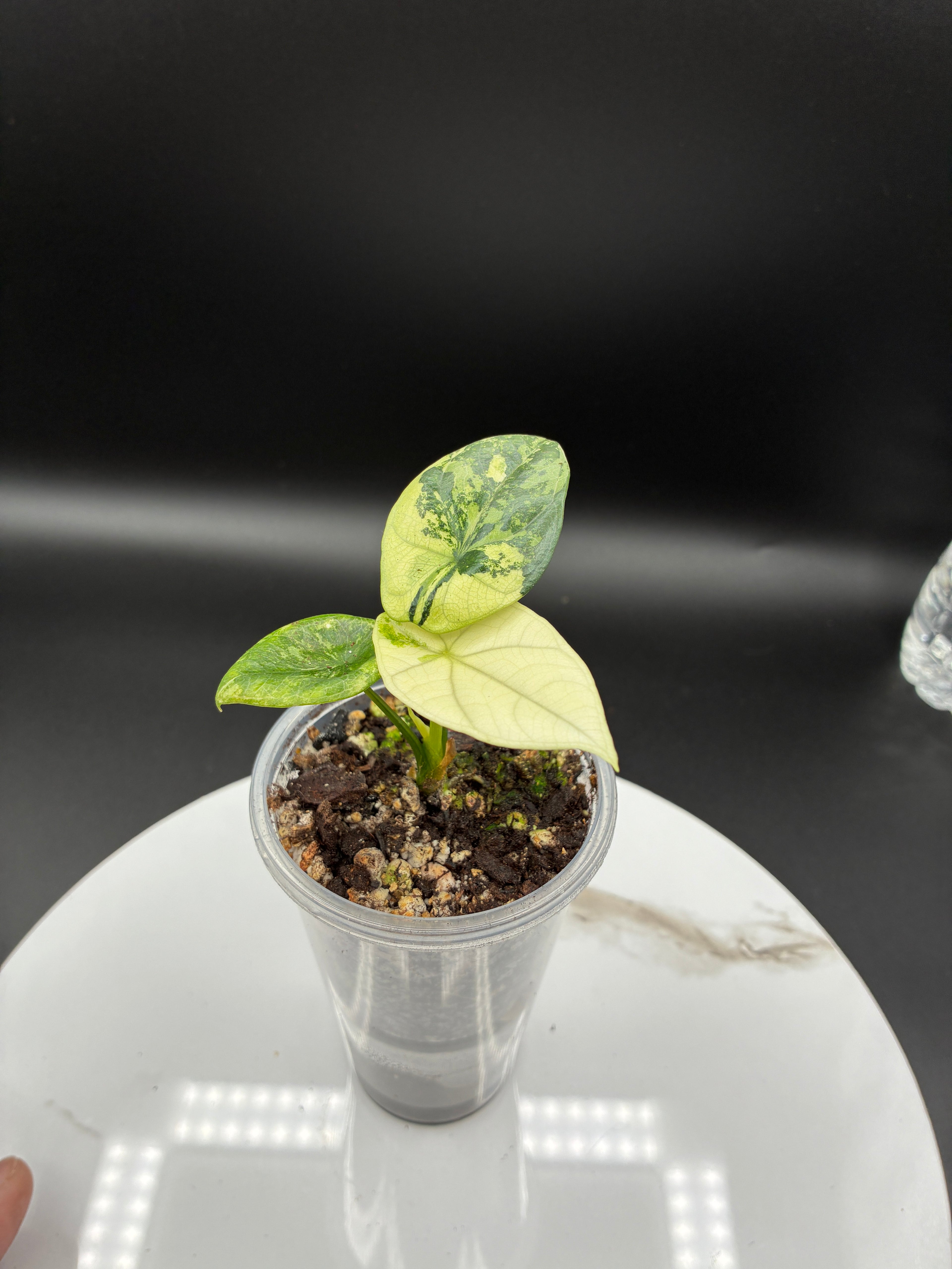 Alocasia Sinuata Albo Variegated #0139
