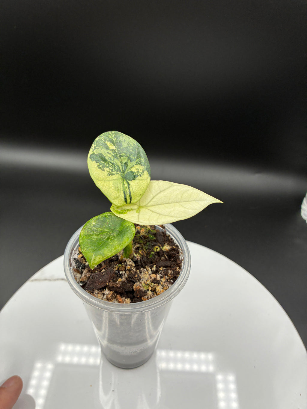 Alocasia Sinuata Albo Variegated #0139