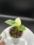 Alocasia Sinuata Albo Variegated #0139