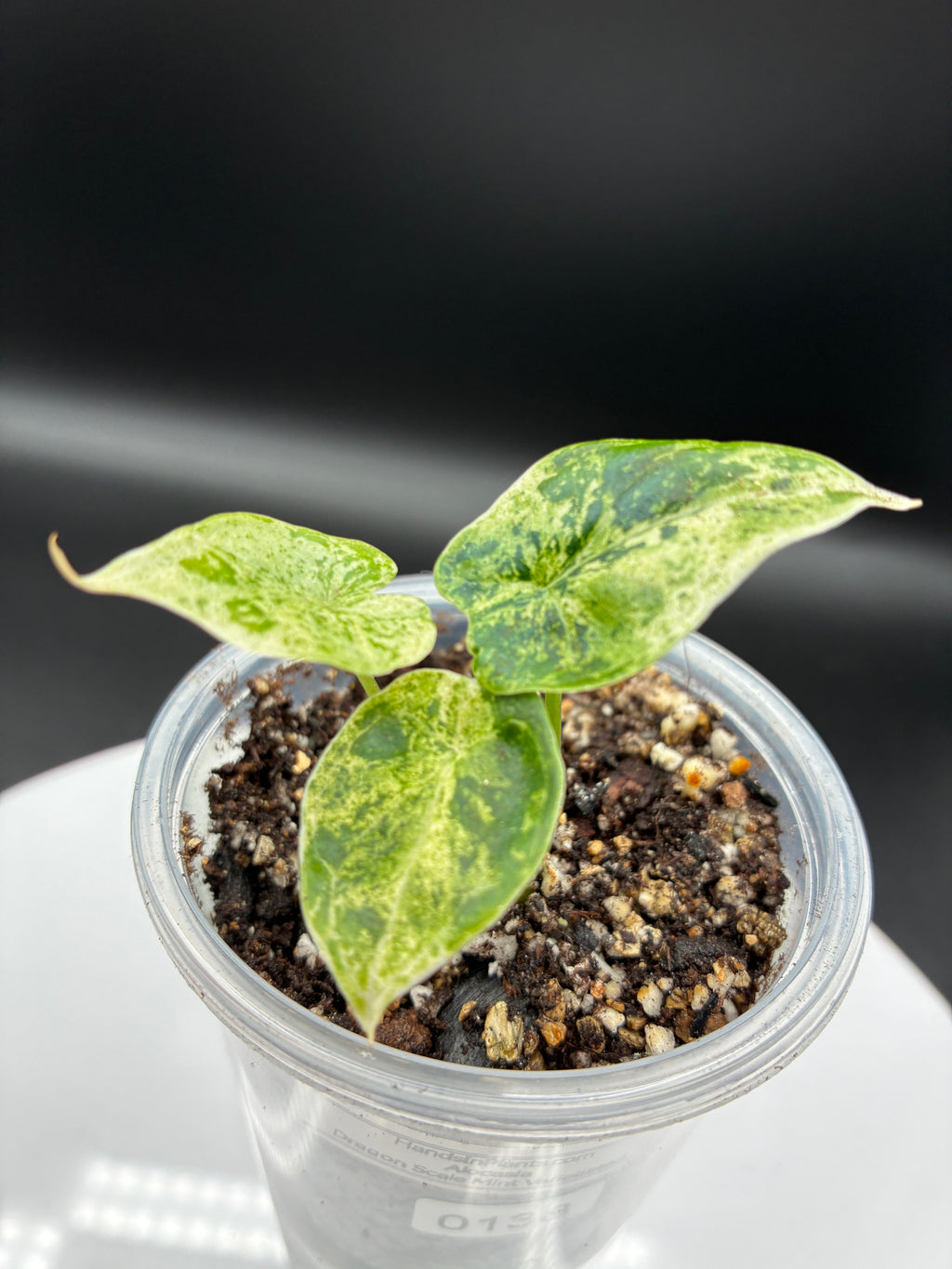 Alocasia Dragon Scale Mint Variegated #0138