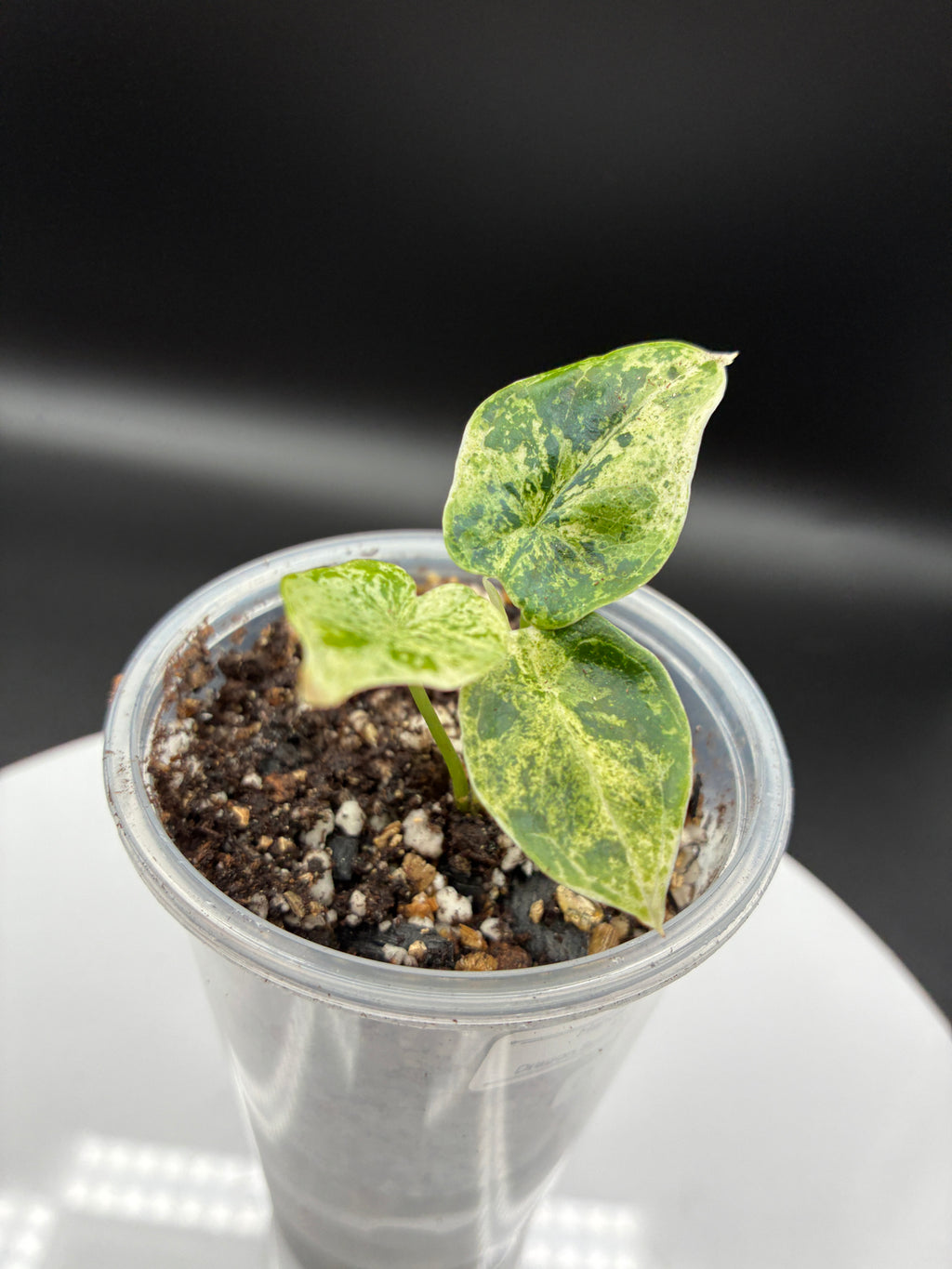 Alocasia Dragon Scale Mint Variegated #0138