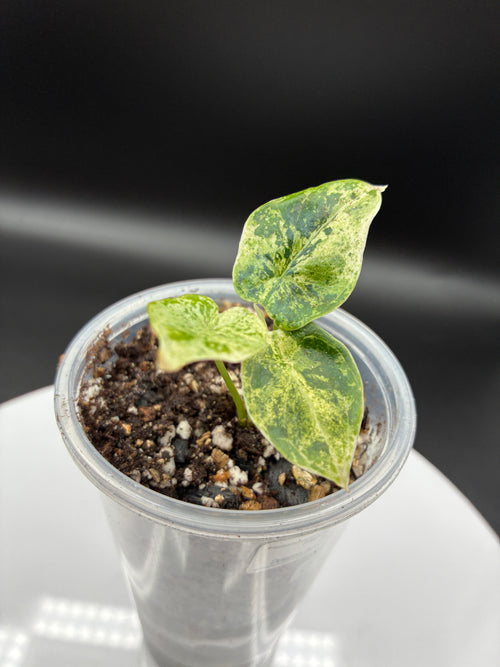 Alocasia Dragon Scale Mint Variegated #0138