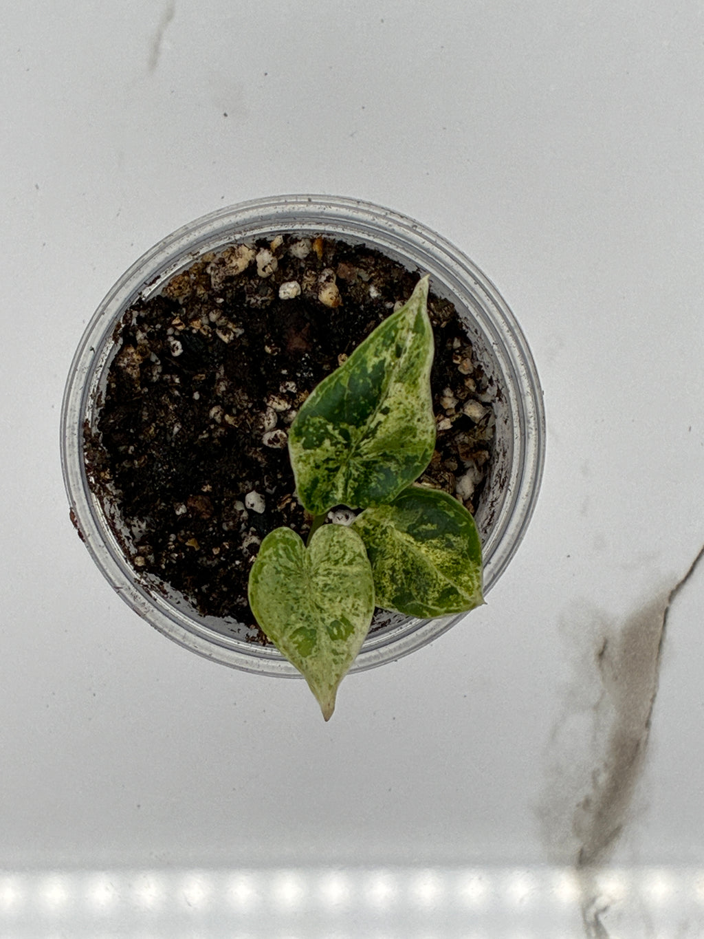 Alocasia Dragon Scale Mint Variegated #0138