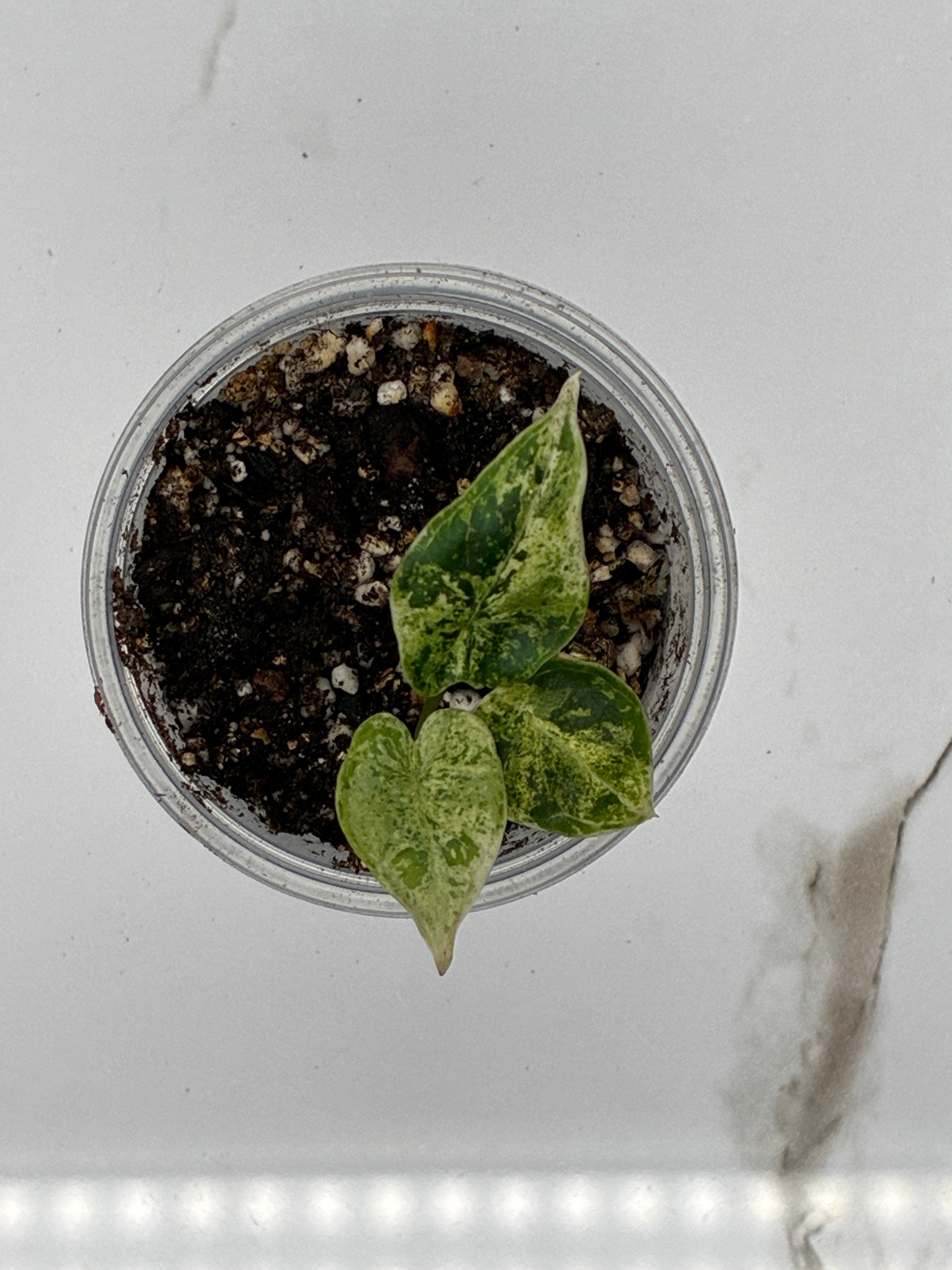 Alocasia Dragon Scale Mint Variegated #0138