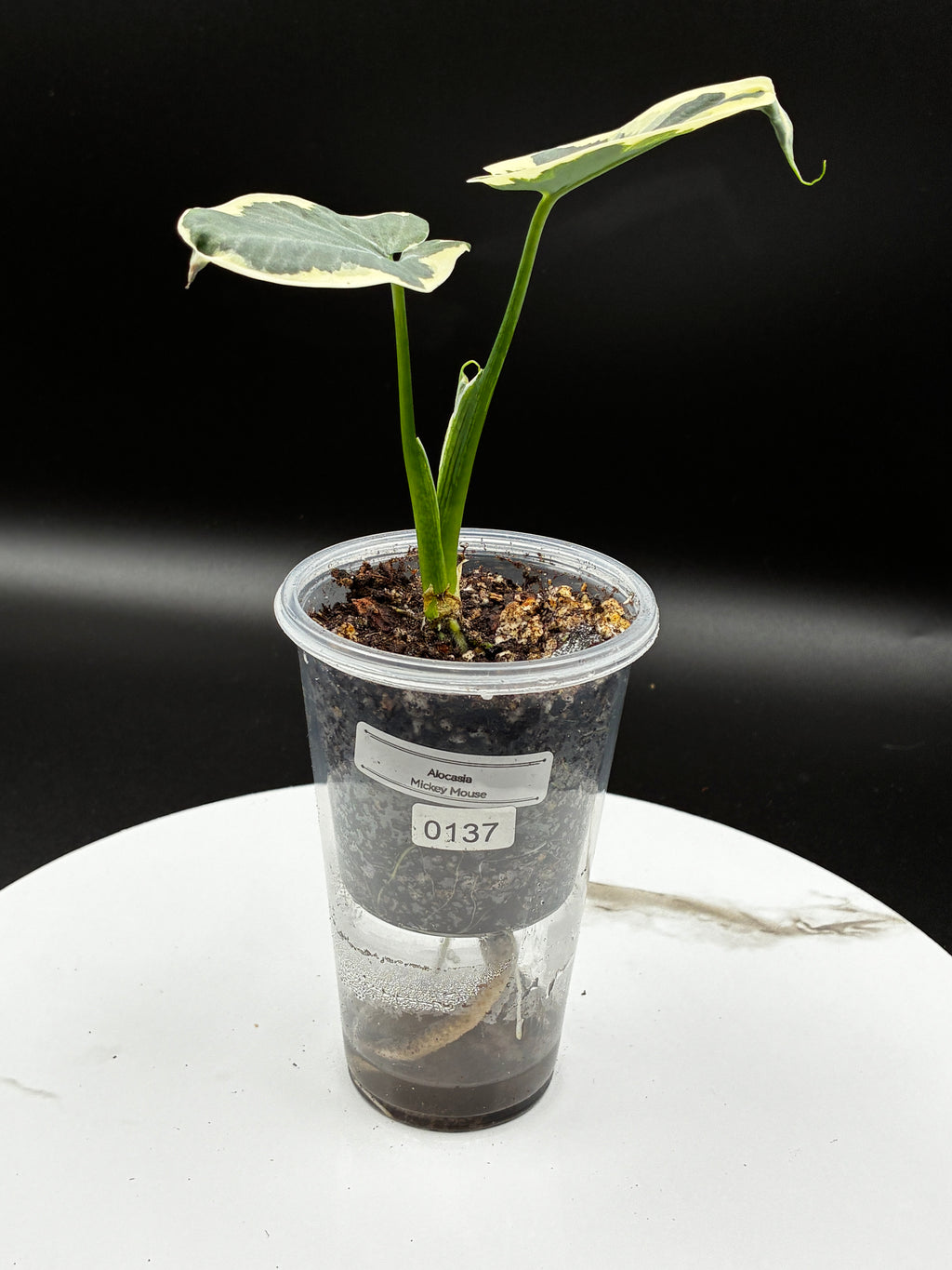 Alocasia Mickey Mouse #0137