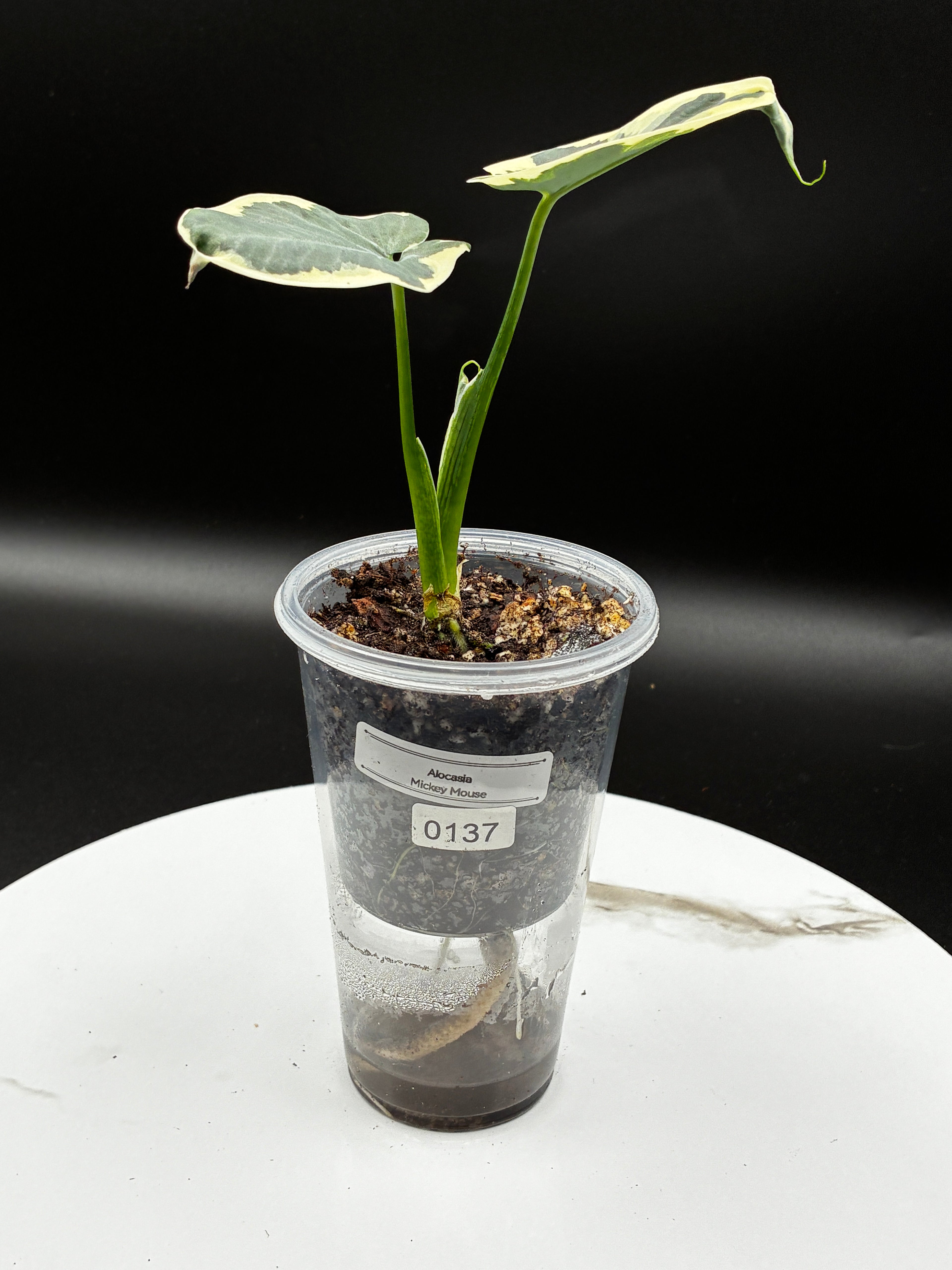 Alocasia Mickey Mouse #0137